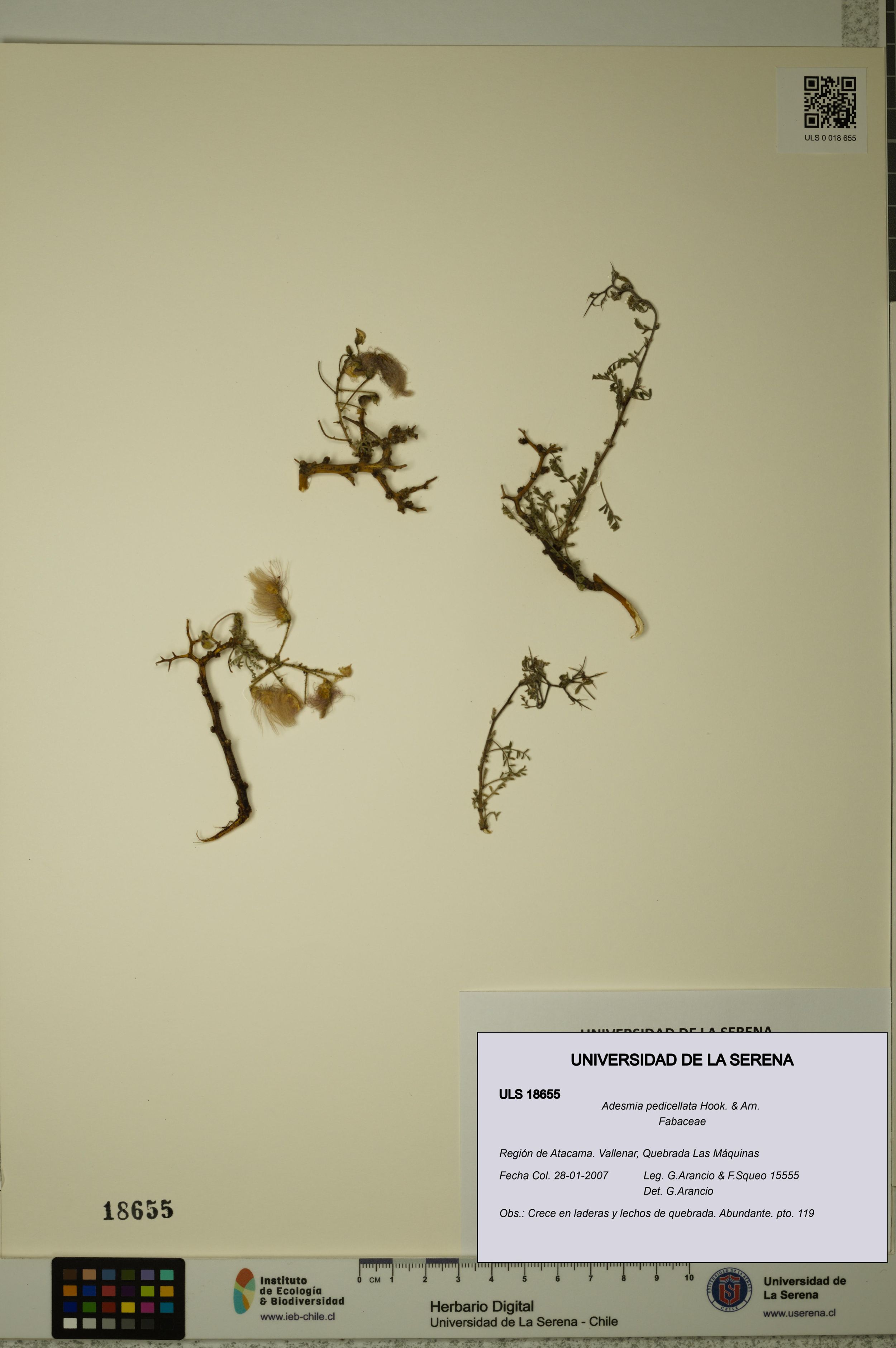 Adesmia pedicellata [Espécimen: ]