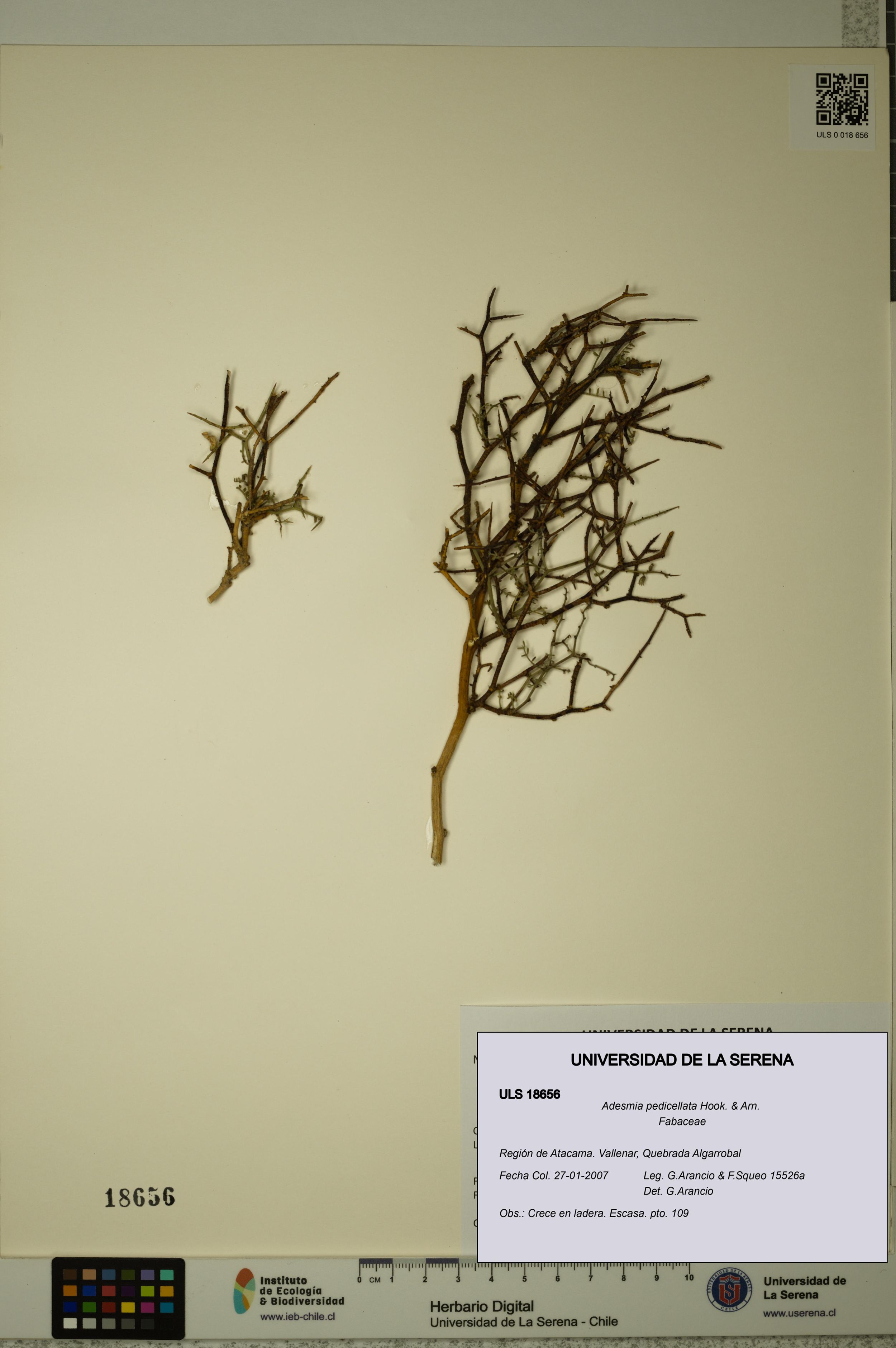 Adesmia pedicellata [Espécimen: ]