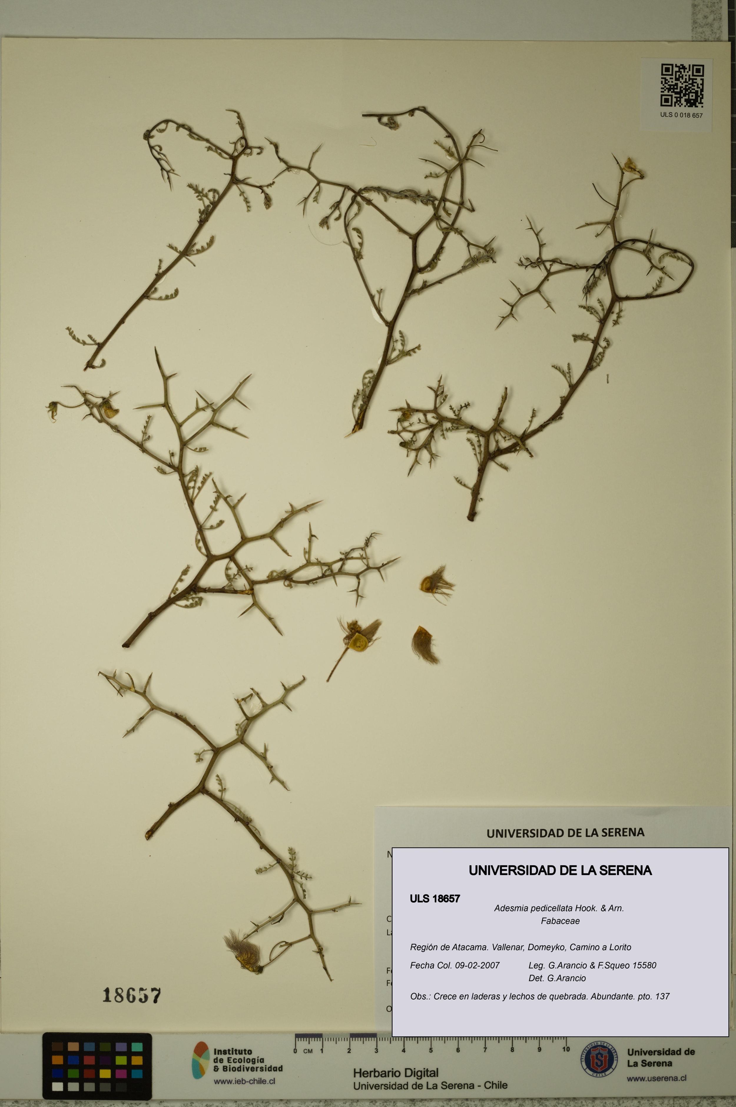 Adesmia pedicellata [Espécimen: ]