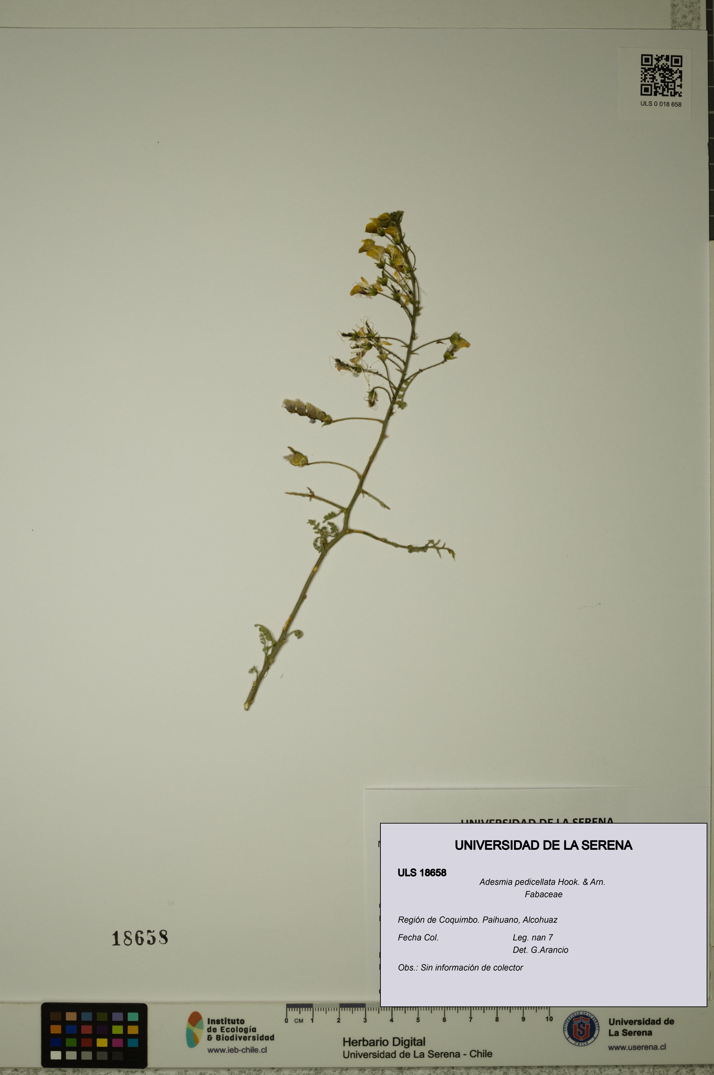 Adesmia pedicellata [Espécimen: ]
