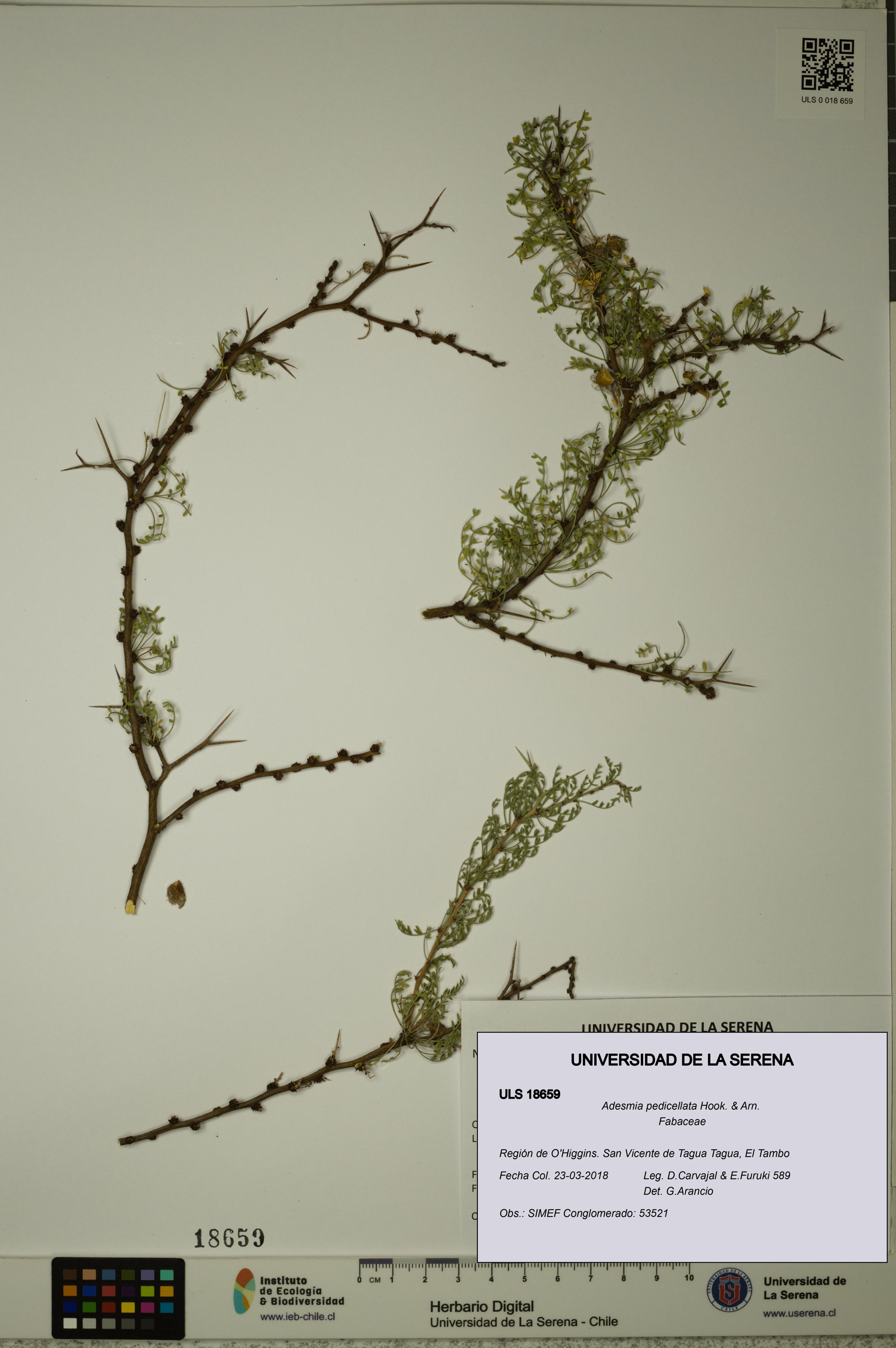Adesmia pedicellata [Espécimen: ]