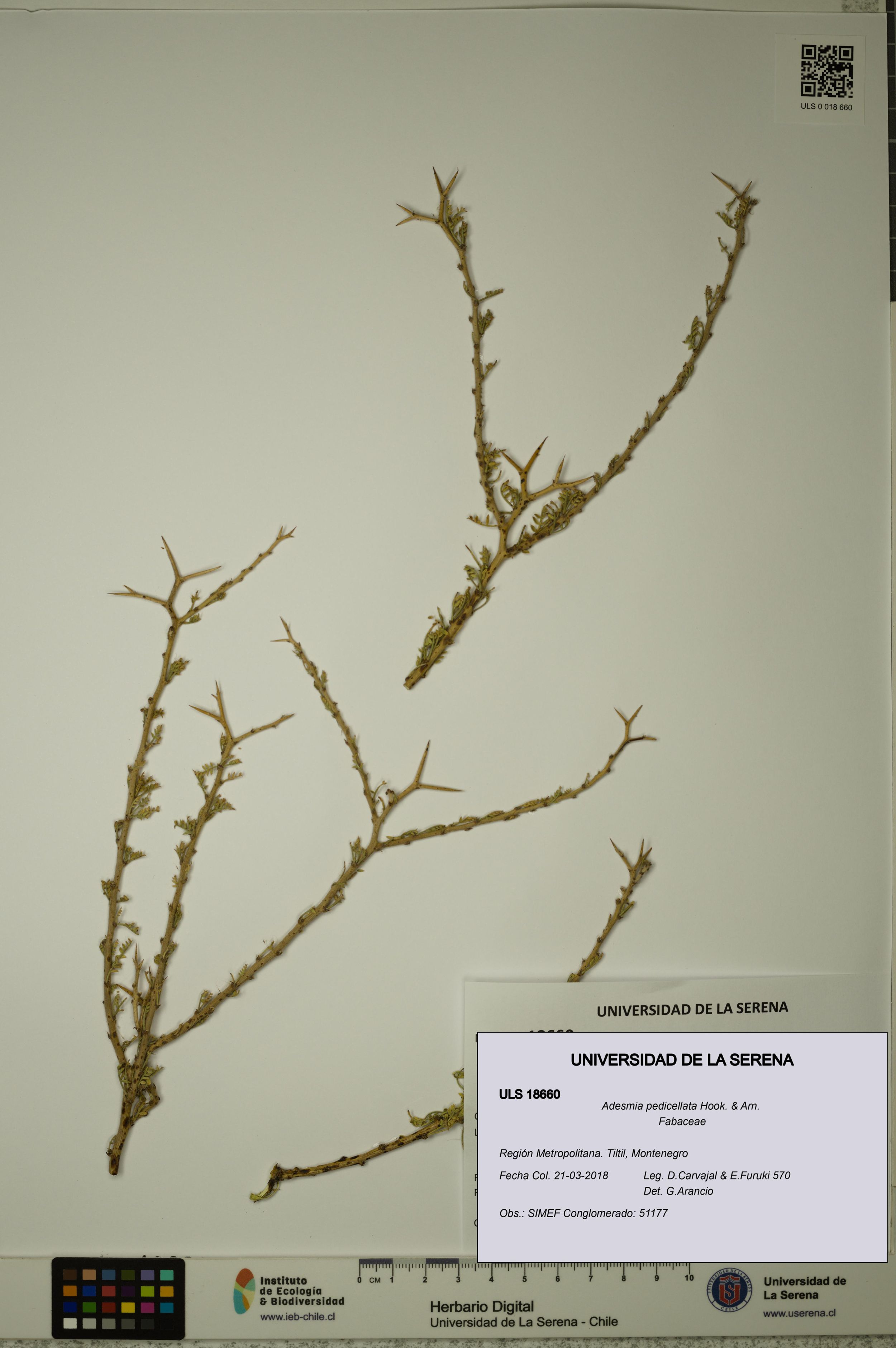 Adesmia pedicellata [Espécimen: ]