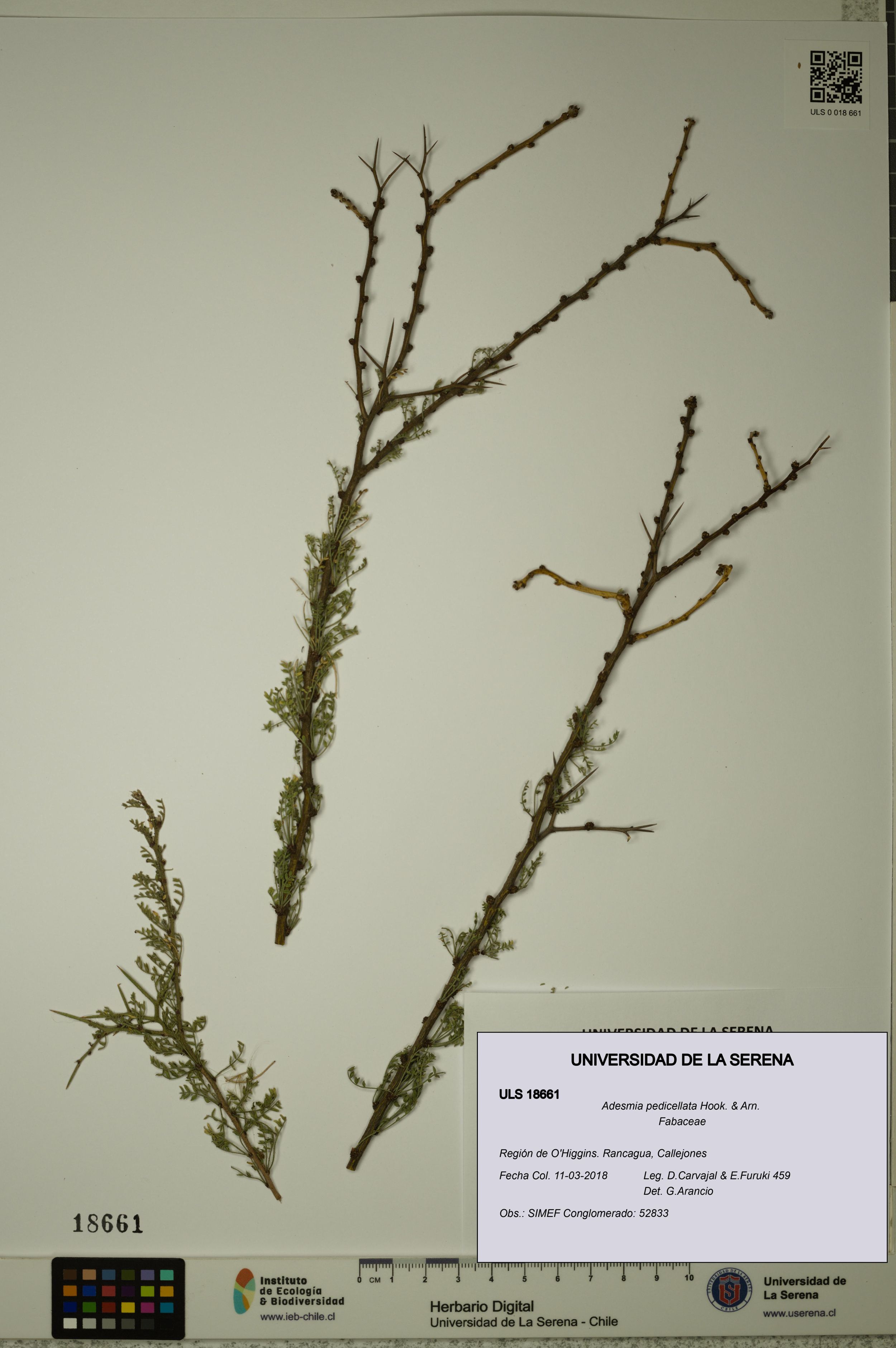 Adesmia pedicellata [Espécimen: ]