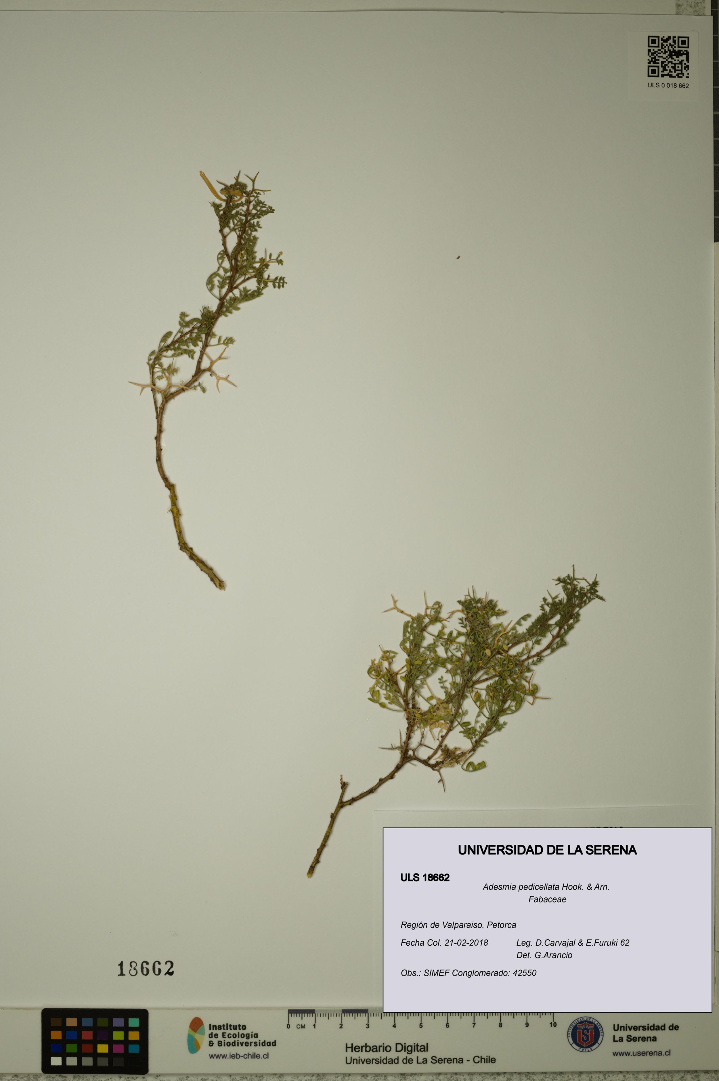 Adesmia pedicellata [Espécimen: ]