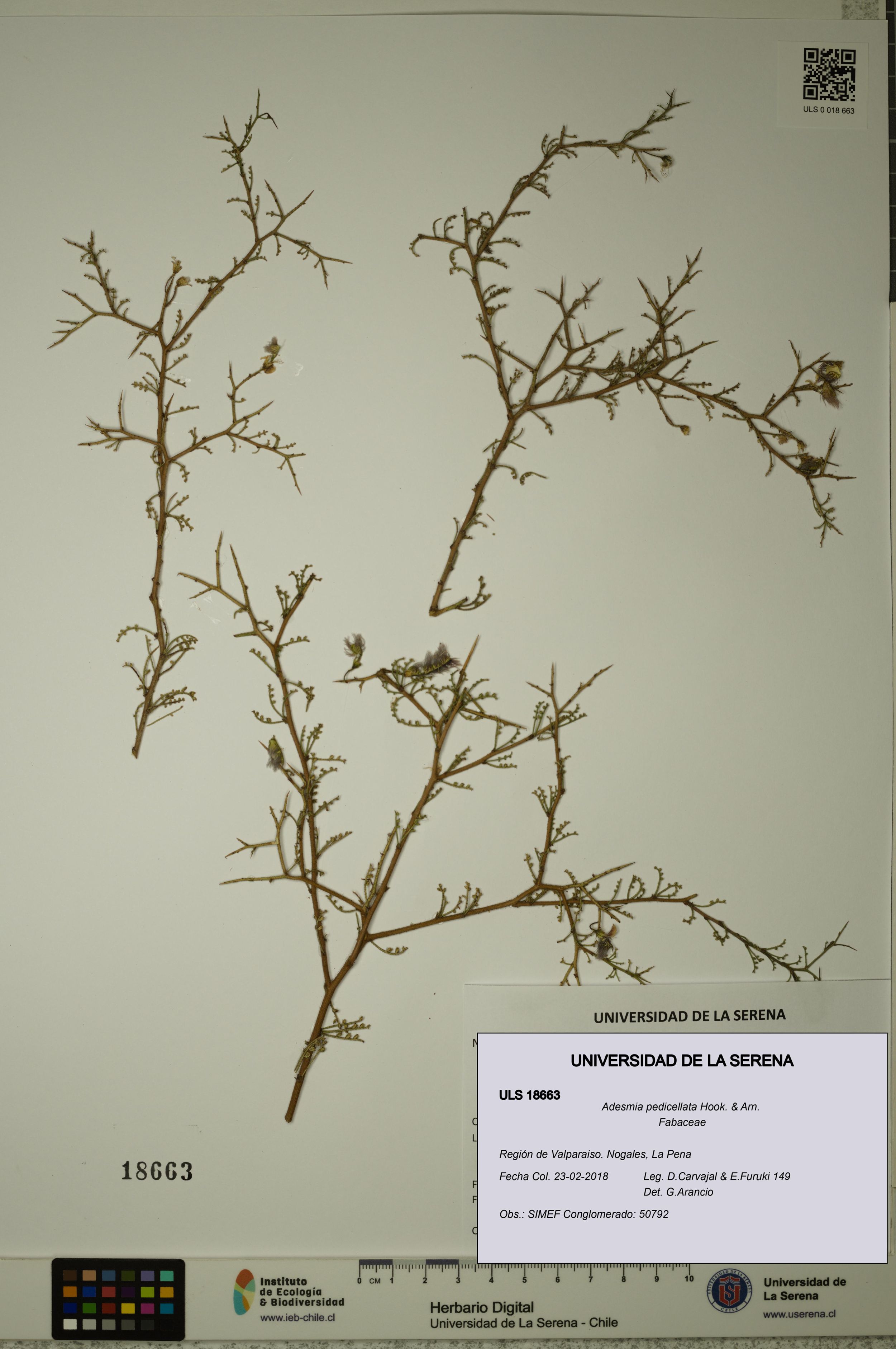 Adesmia pedicellata [Espécimen: ]