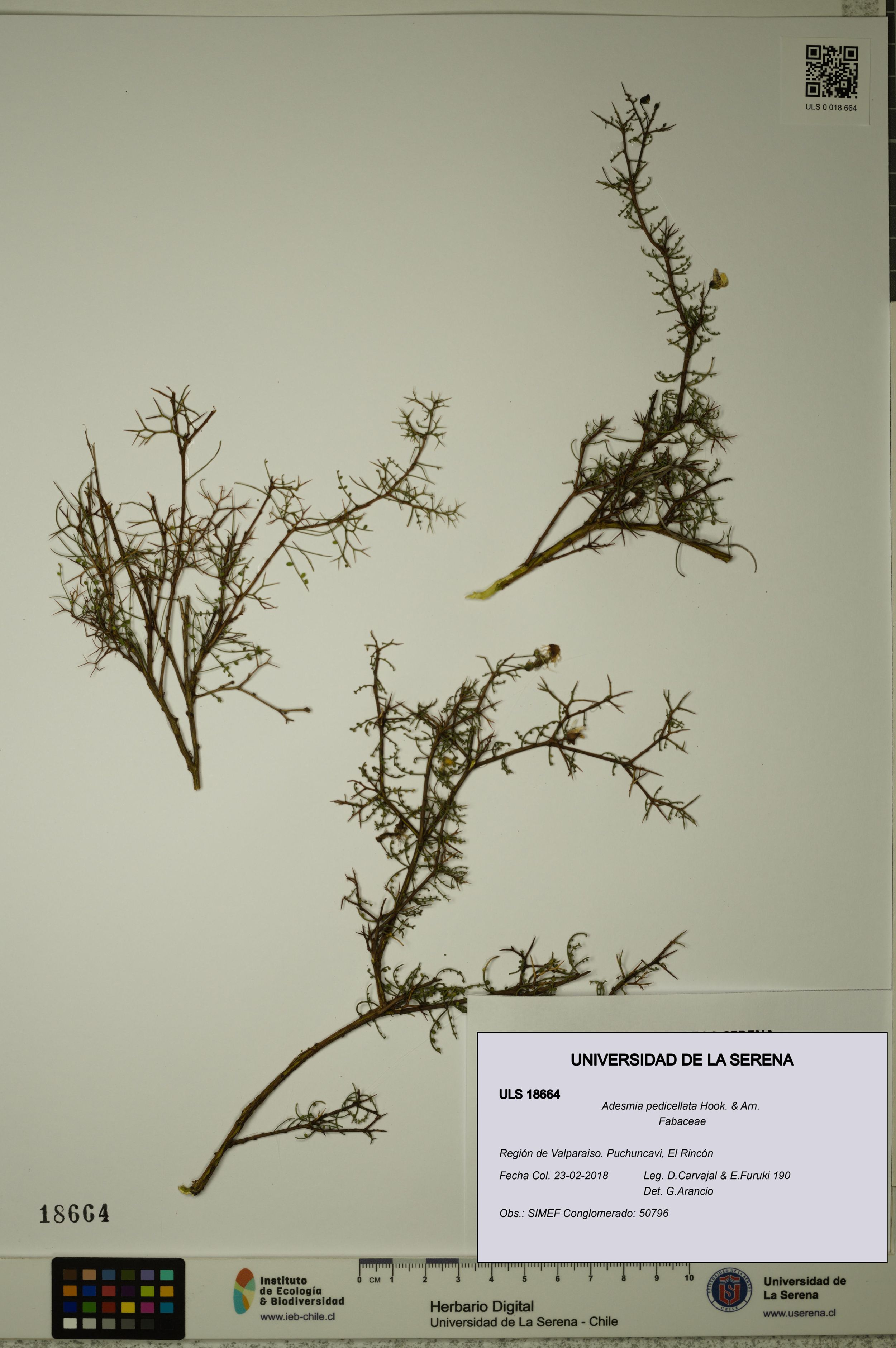 Adesmia pedicellata [Espécimen: ]