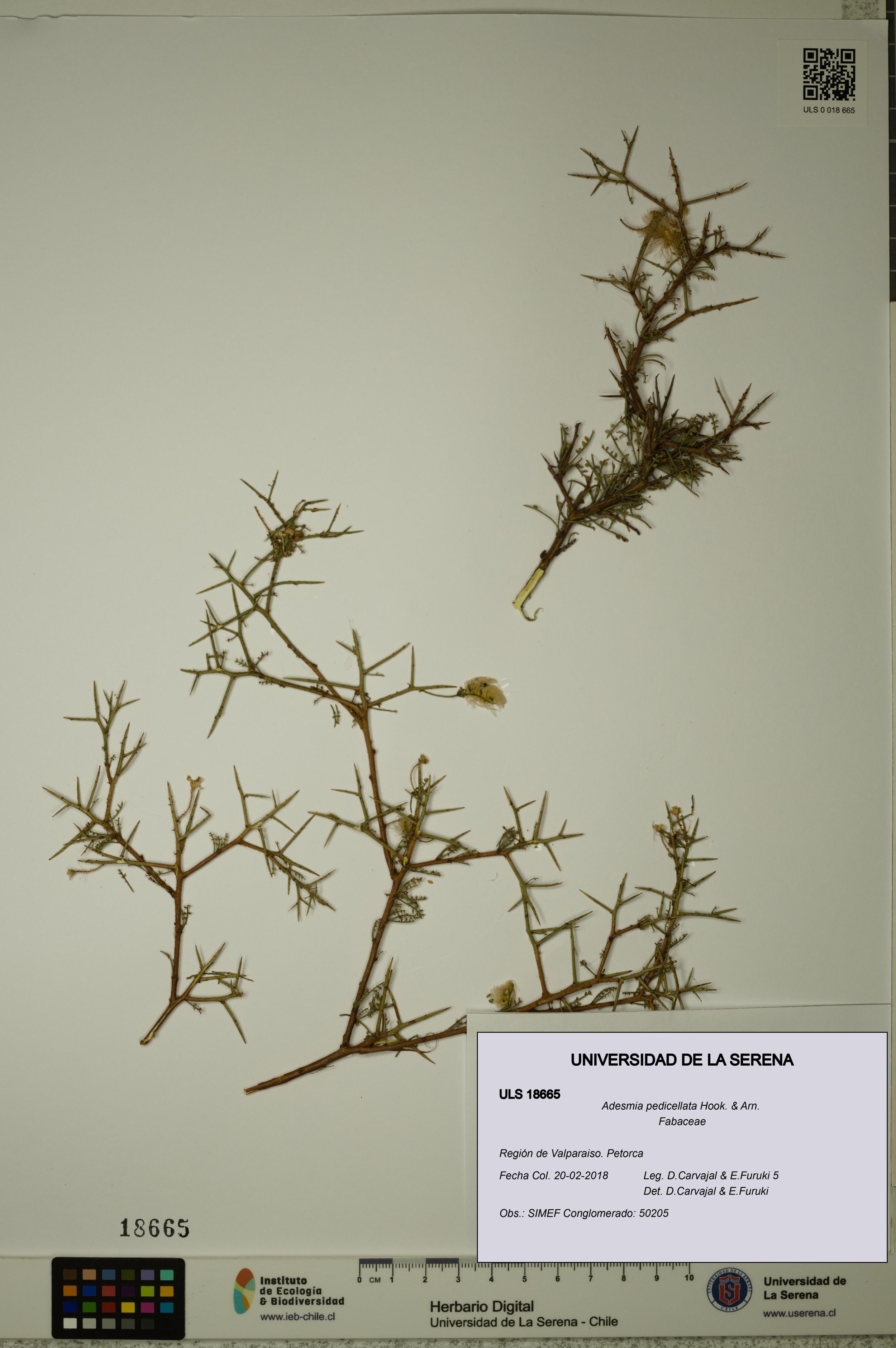 Adesmia pedicellata [Espécimen: ]