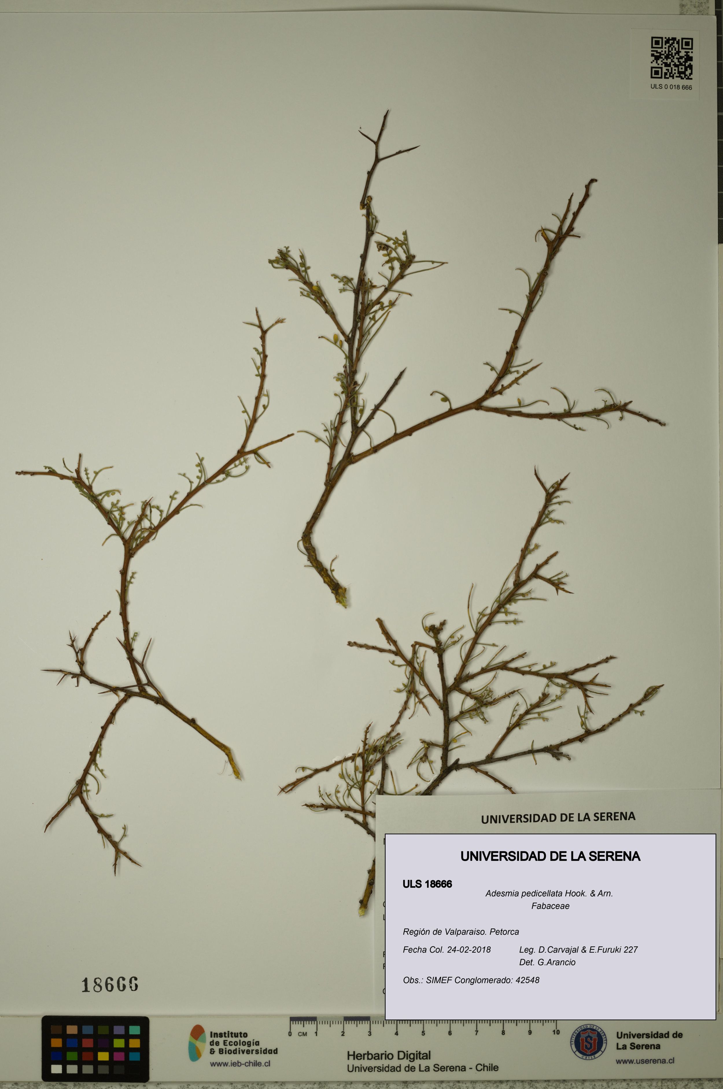 Adesmia pedicellata [Espécimen: ]