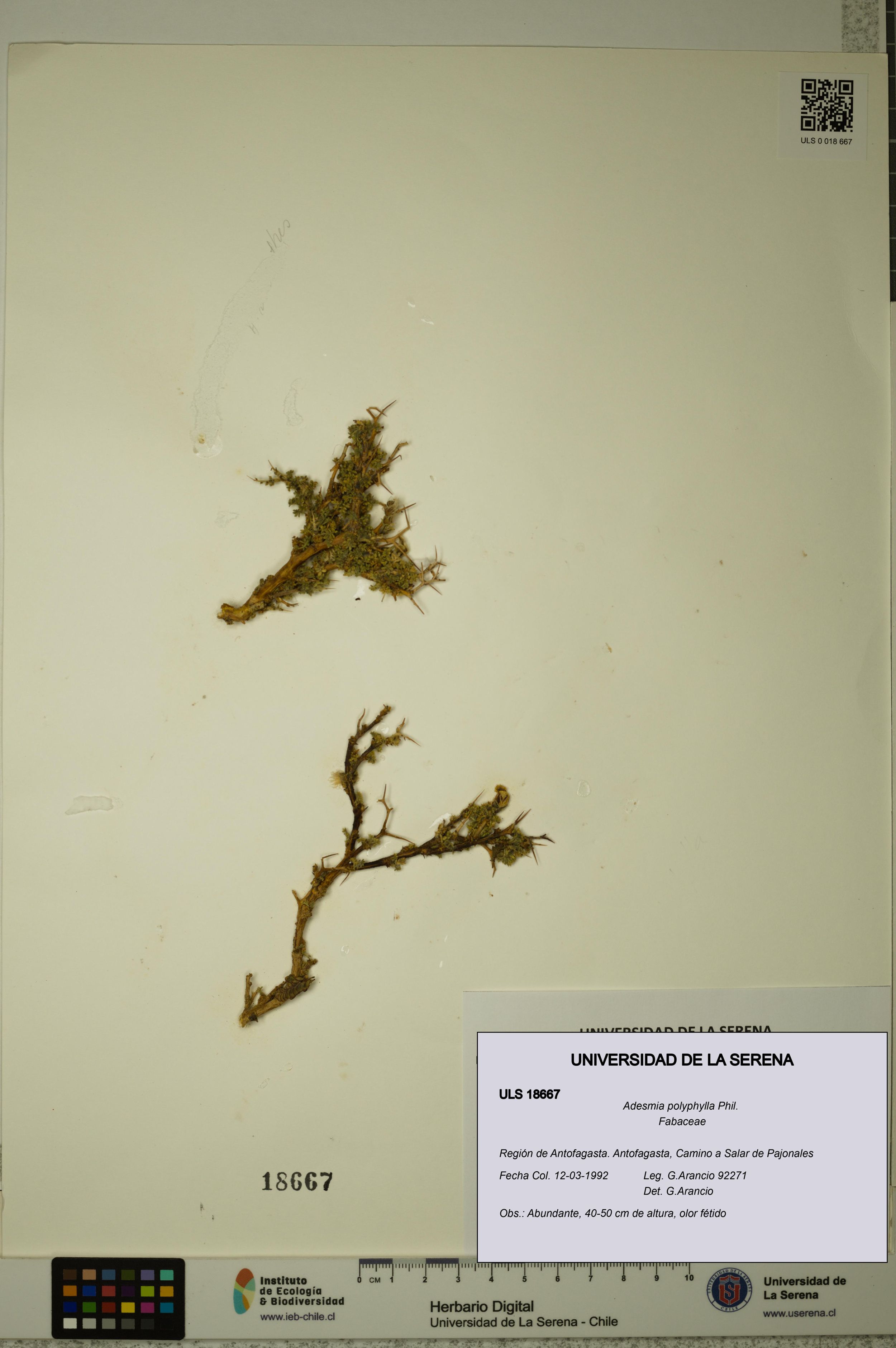 Adesmia polyphylla [Espécimen: ]