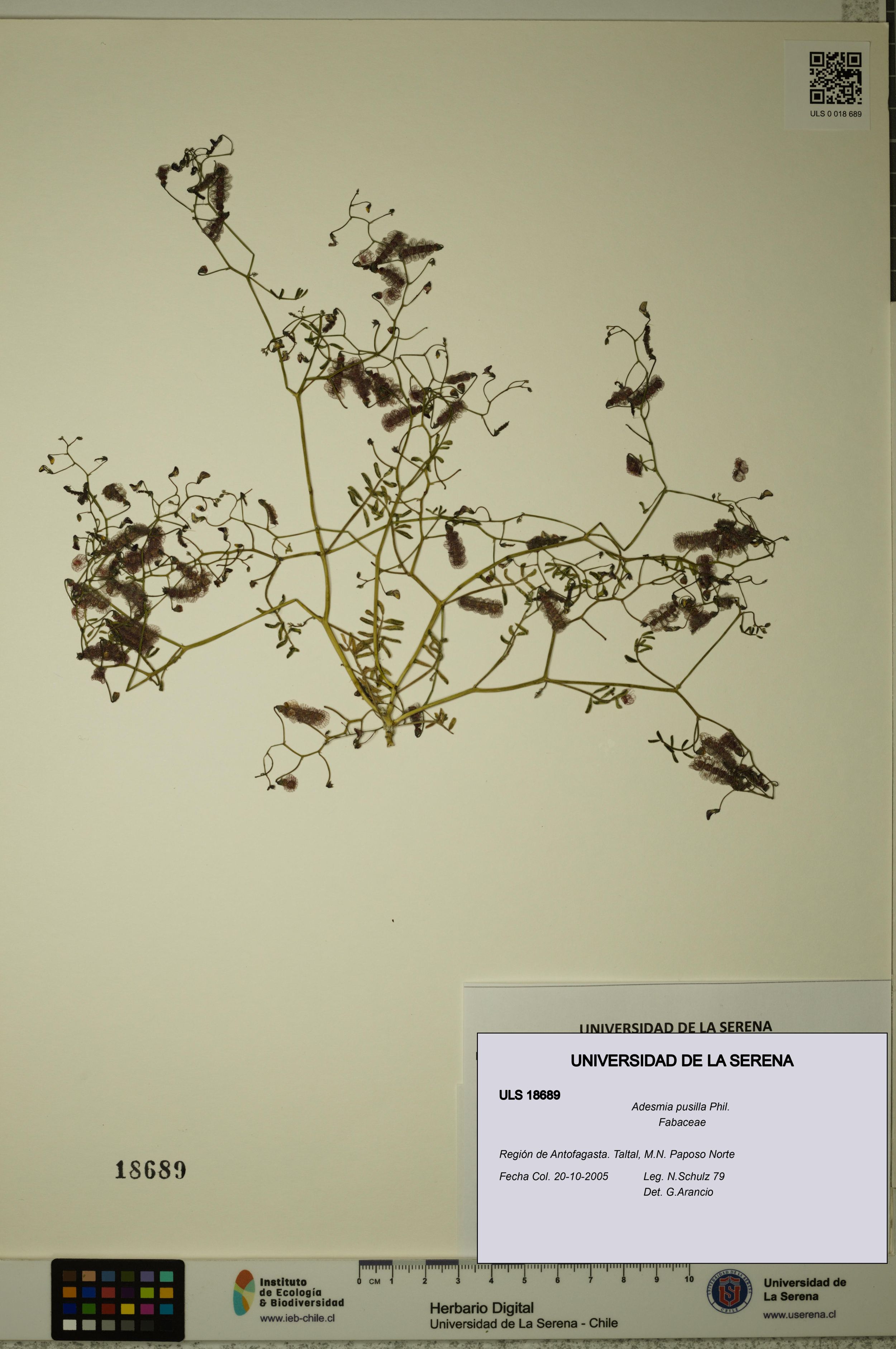 Adesmia pusilla [Espécimen: ]