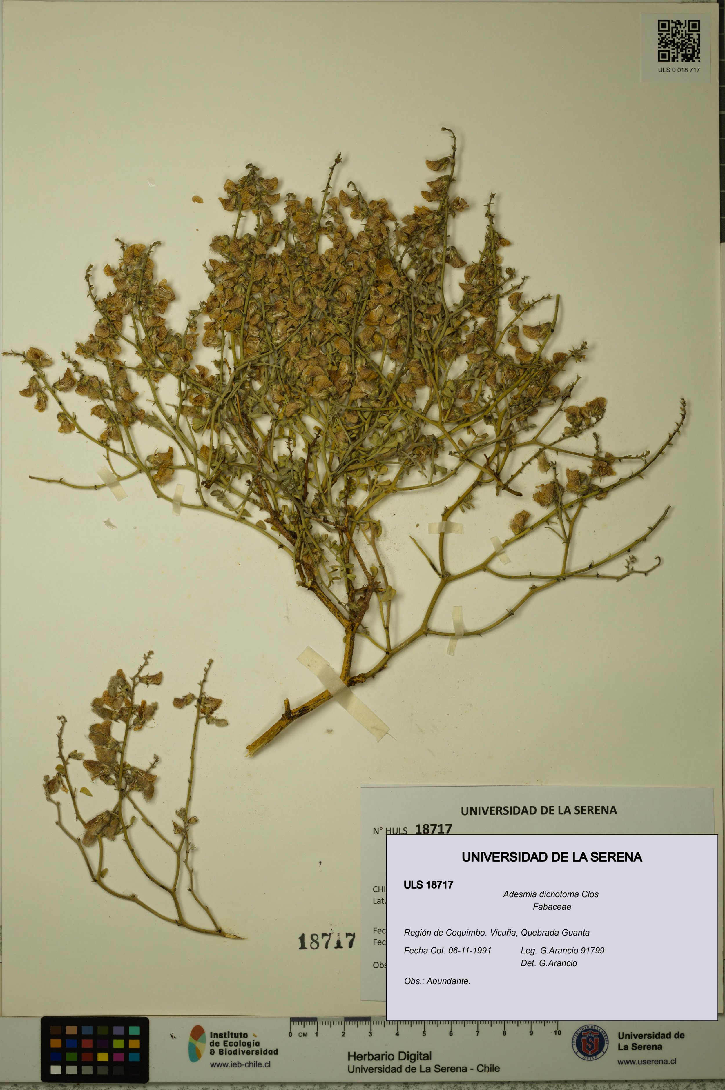 Adesmia dichotoma [Espécimen: ]