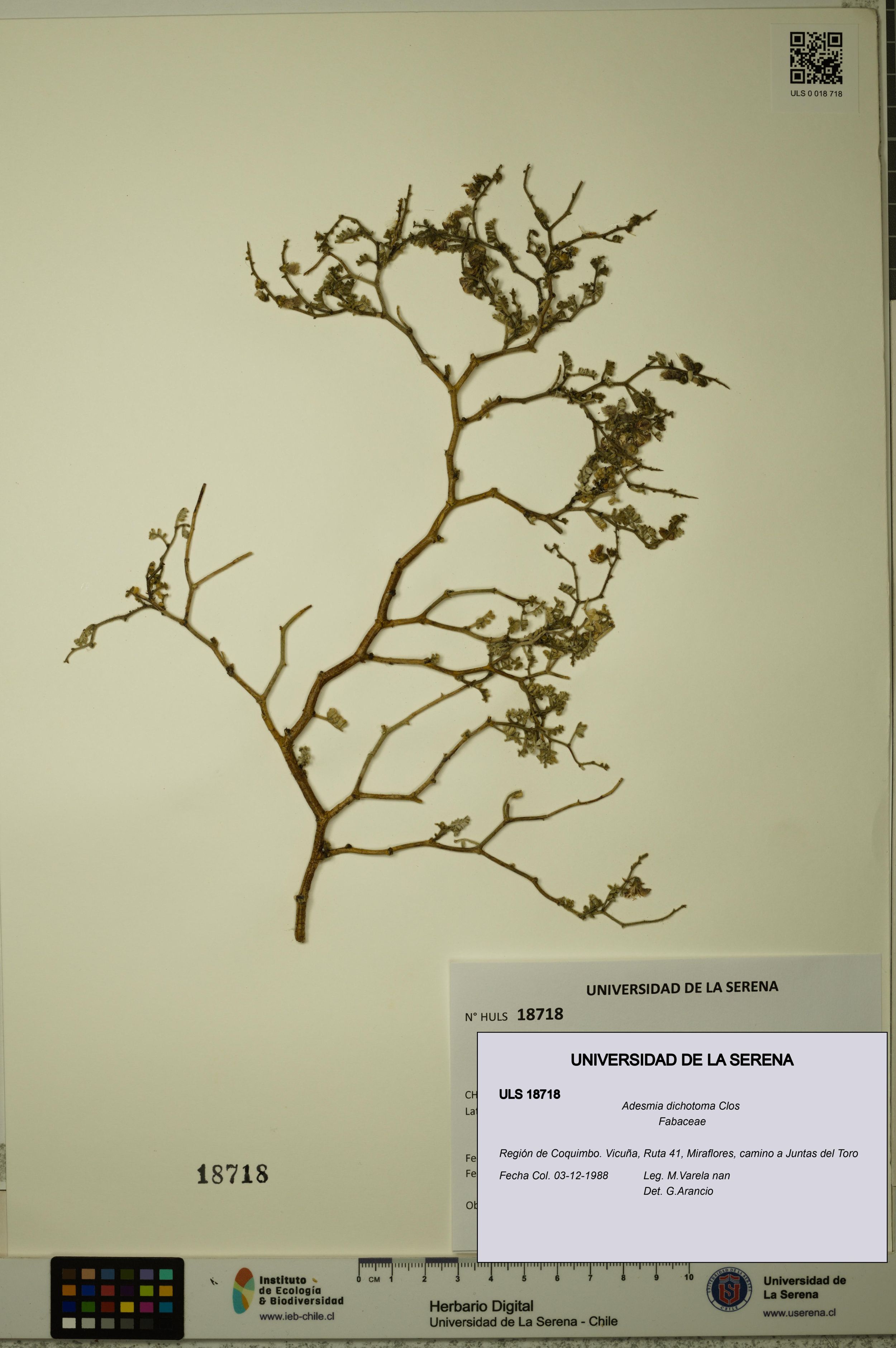 Adesmia dichotoma [Espécimen: ]
