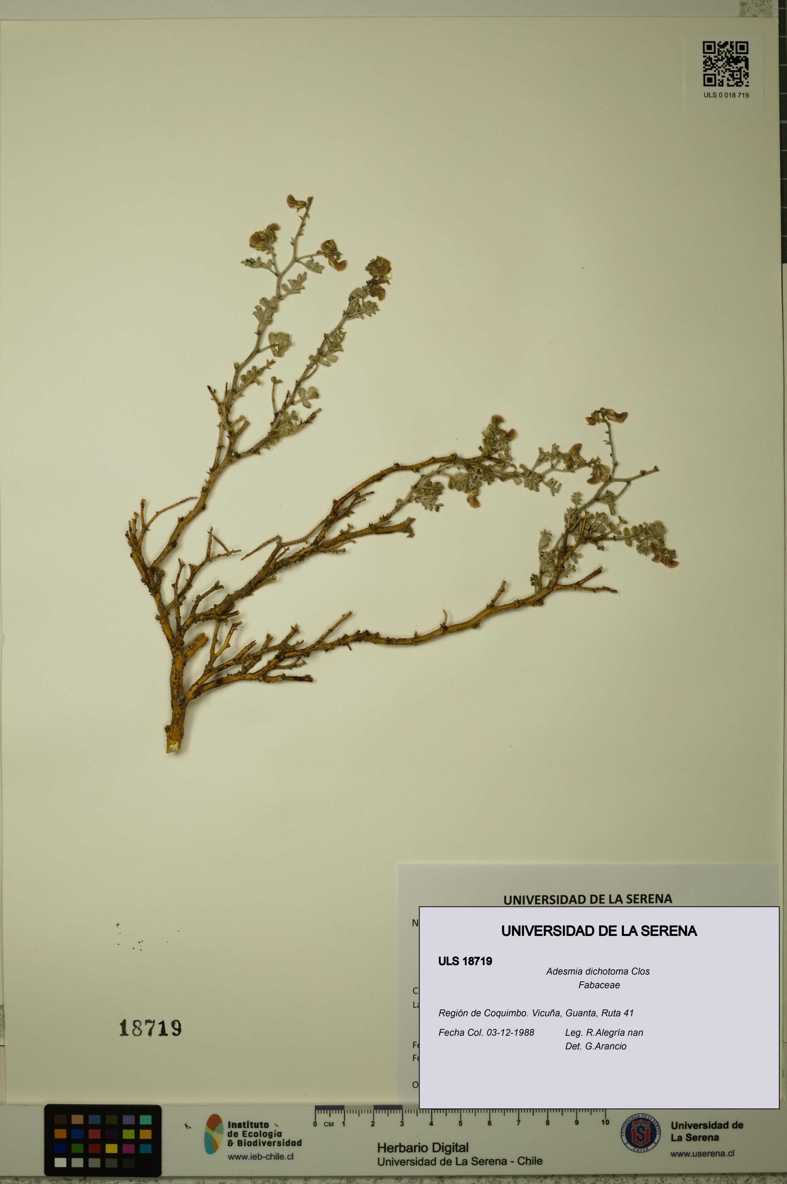 Adesmia dichotoma [Espécimen: ]