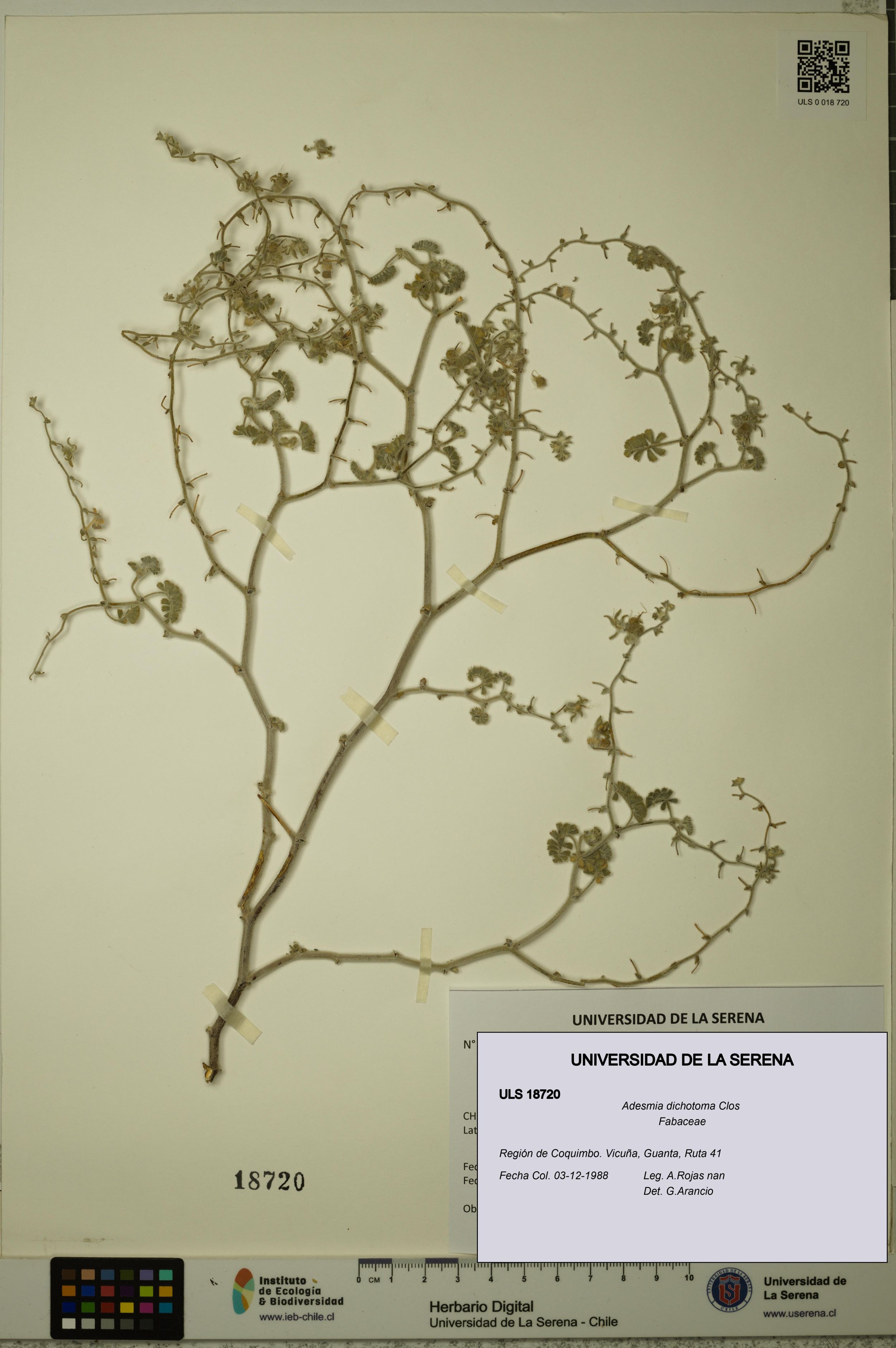 Adesmia dichotoma [Espécimen: ]