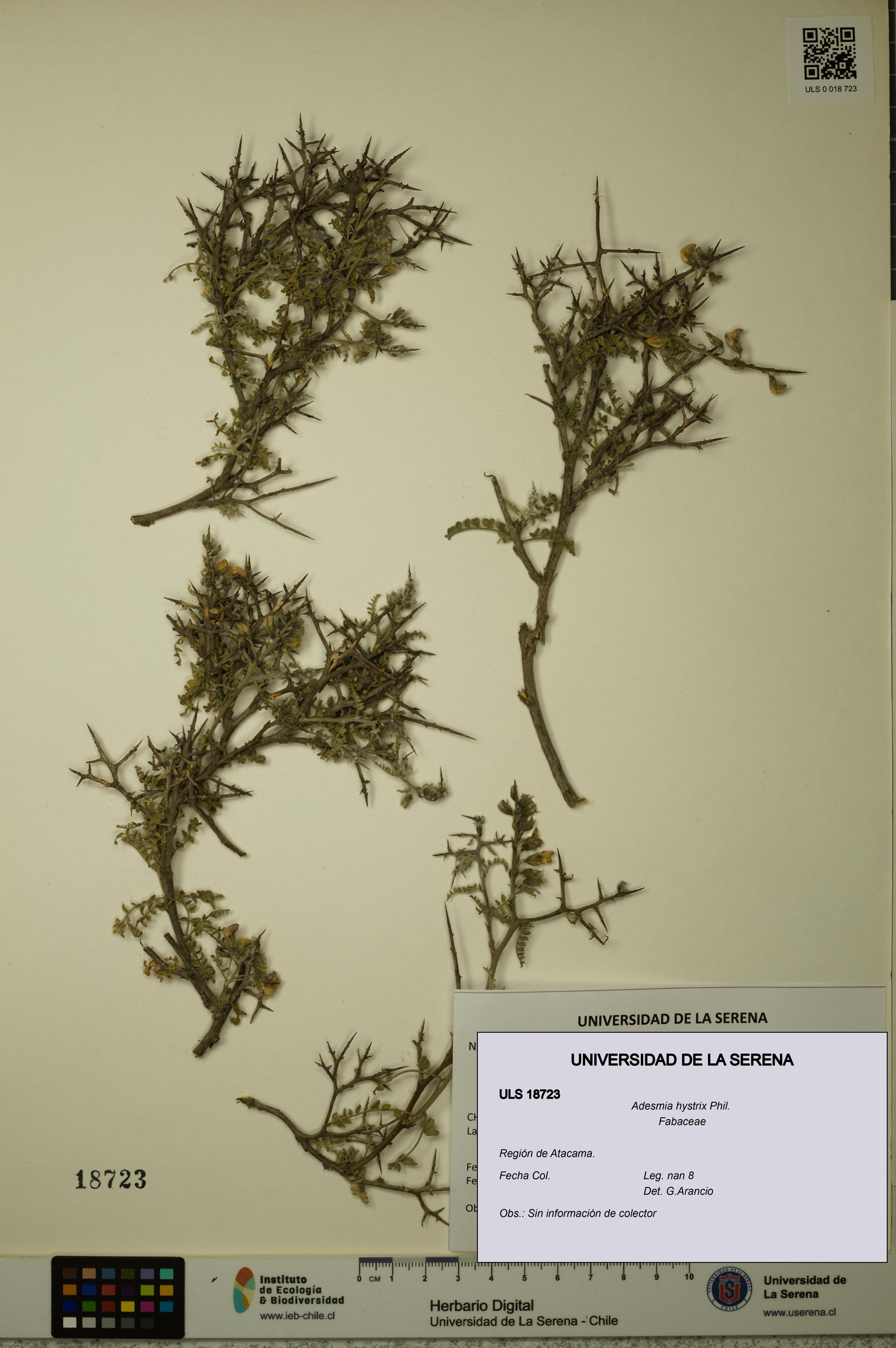 Adesmia hystrix [Espécimen: ]