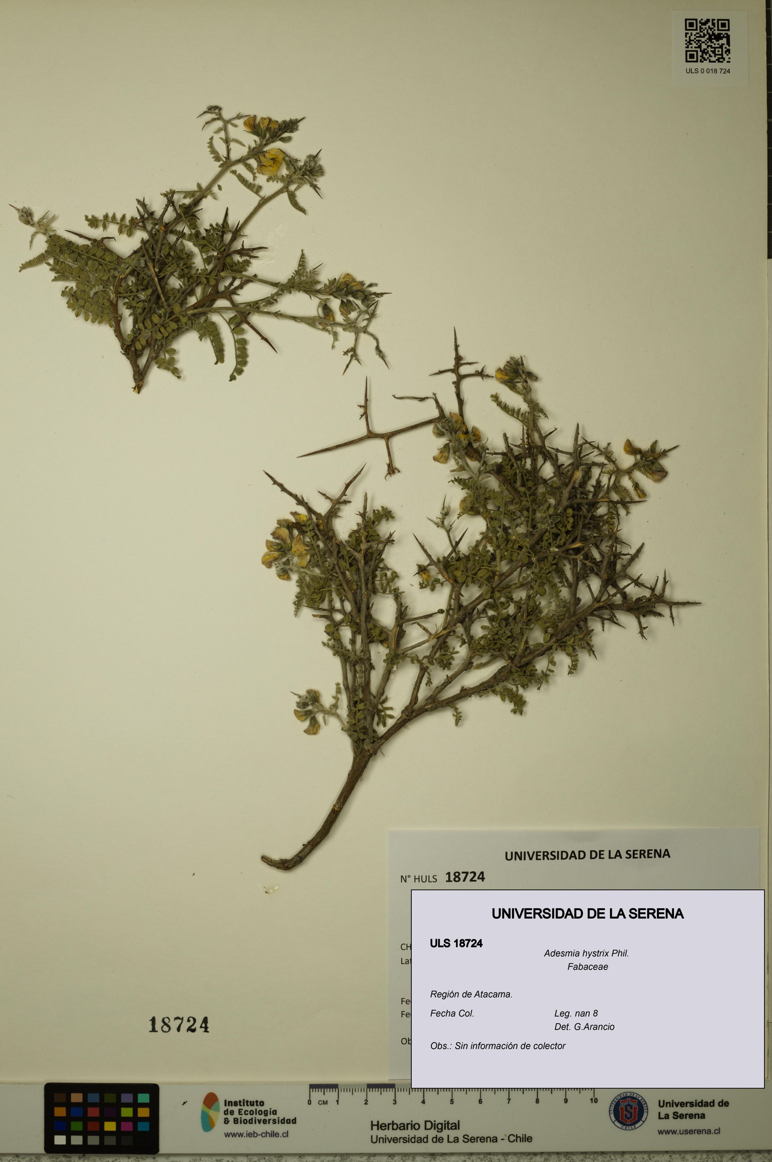 Adesmia hystrix [Espécimen: ]