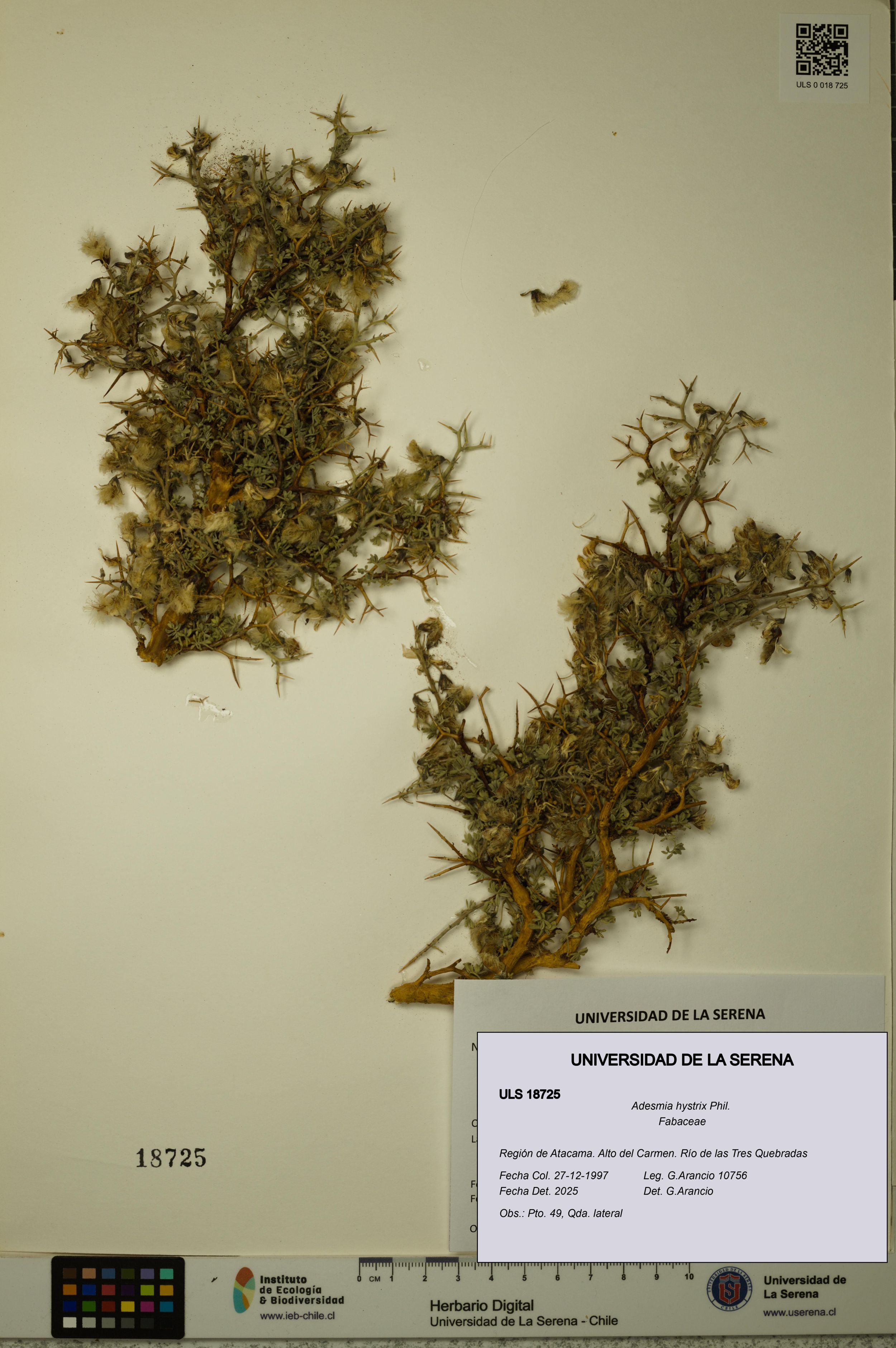 Adesmia hystrix [Espécimen: ]