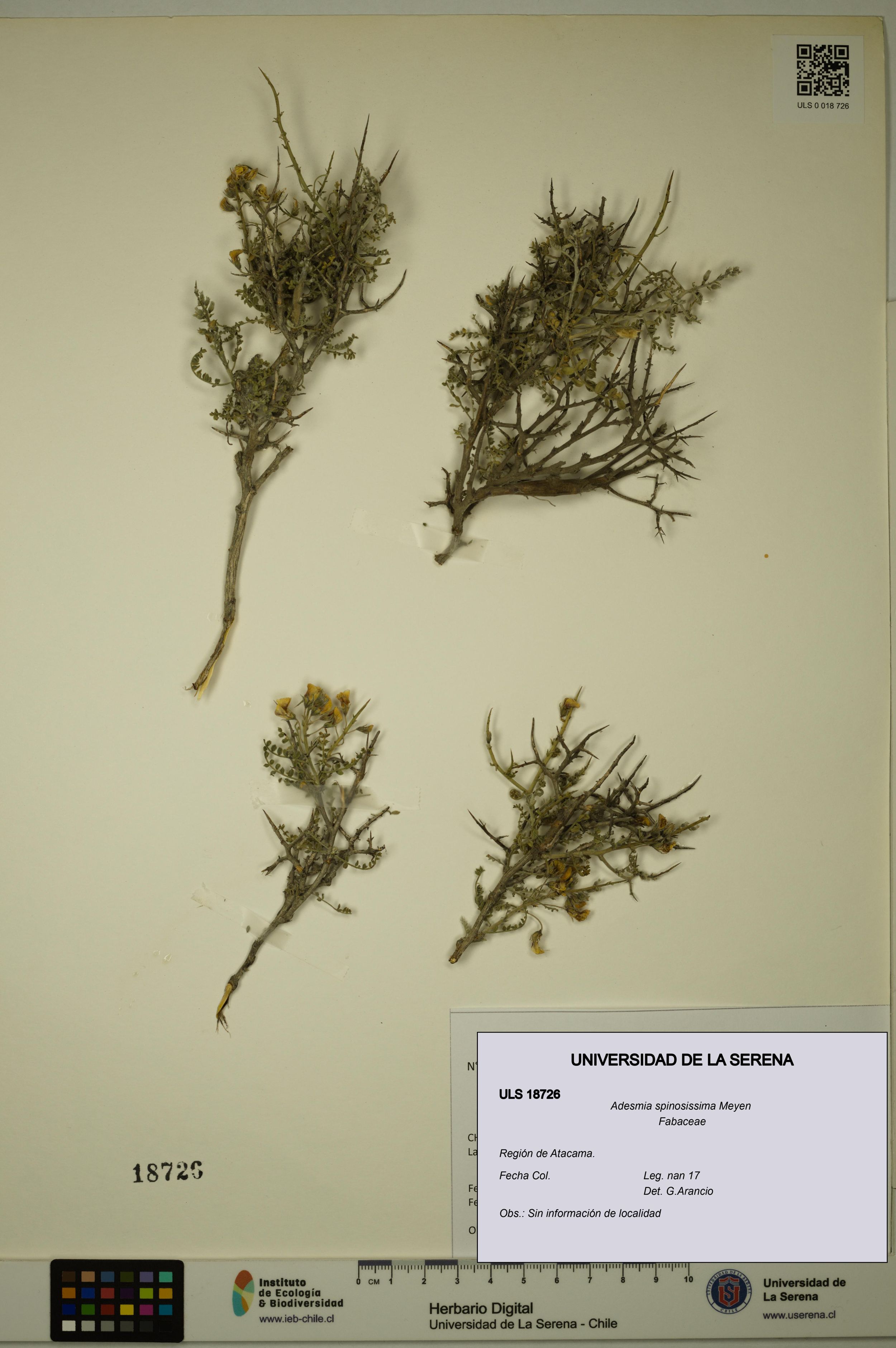 Adesmia spinosissima [Espécimen: ]