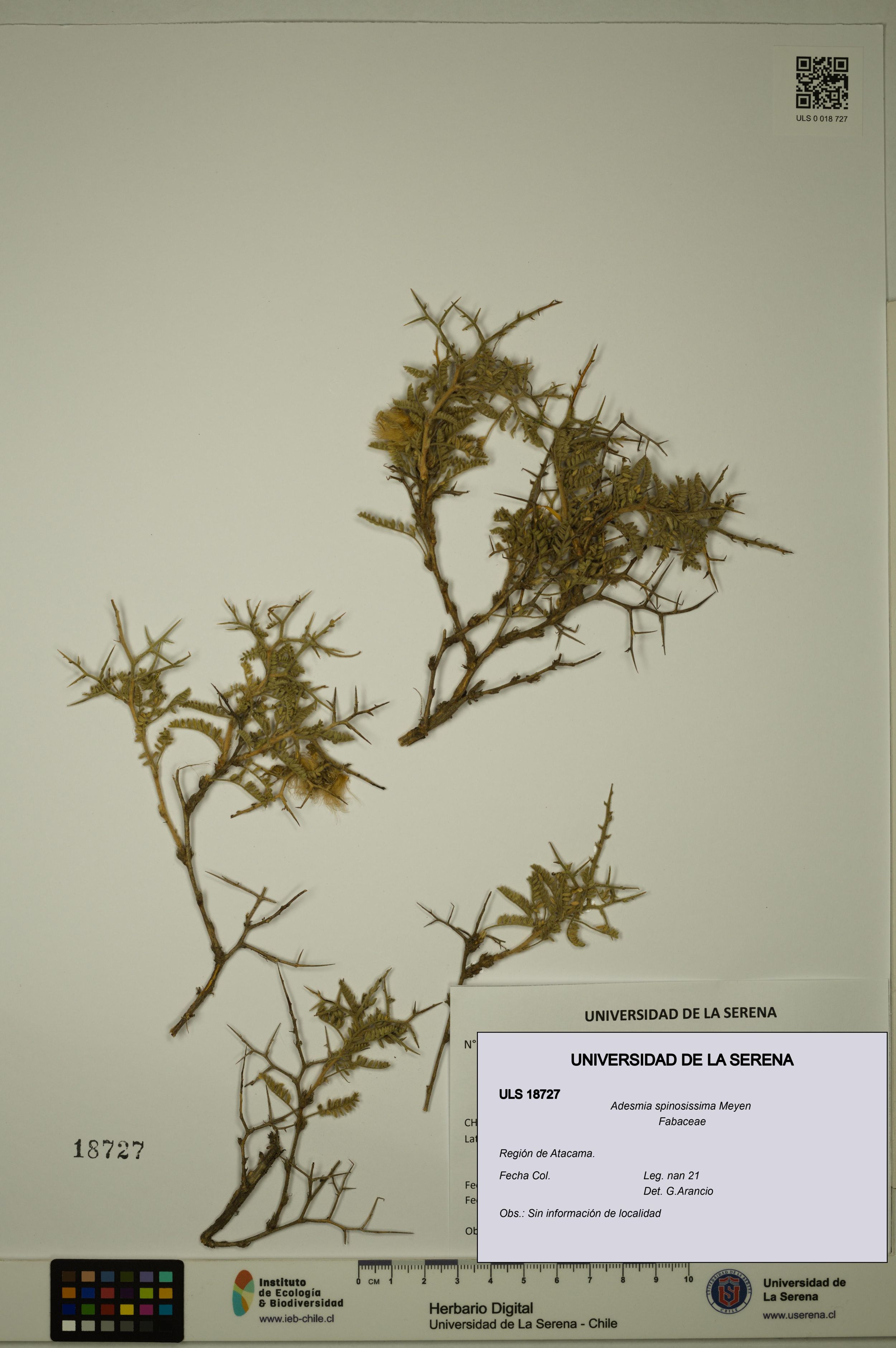Adesmia spinosissima [Espécimen: ]