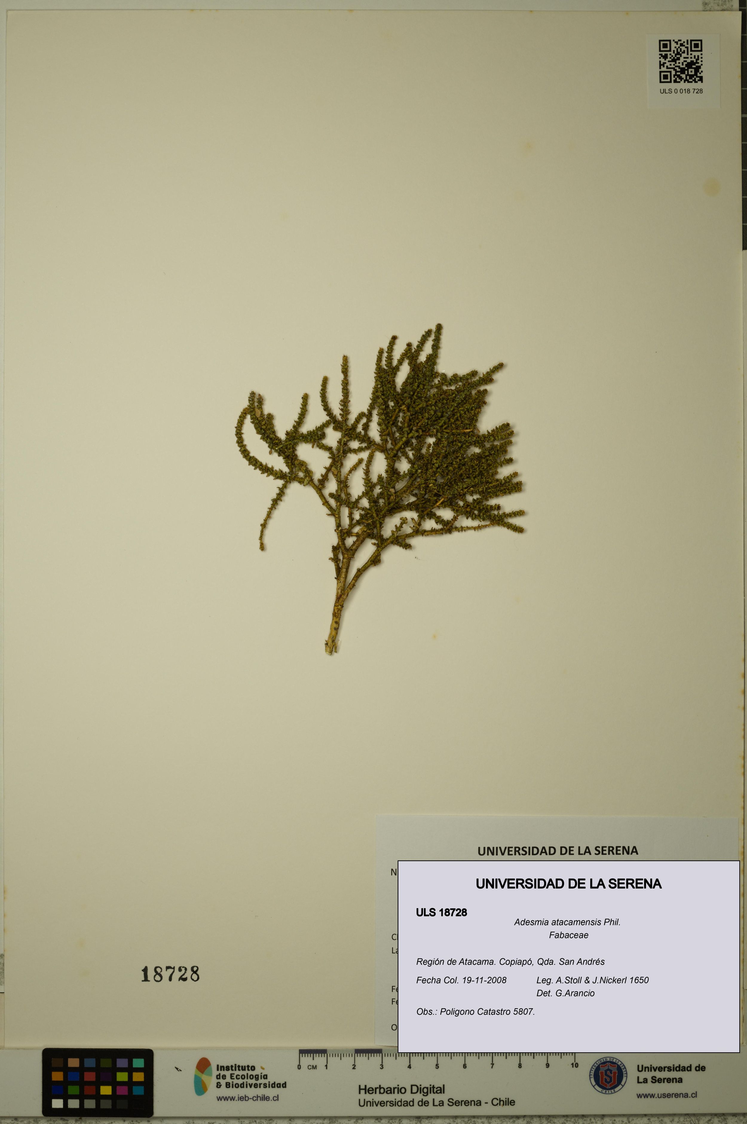 Adesmia atacamensis [Espécimen: ]