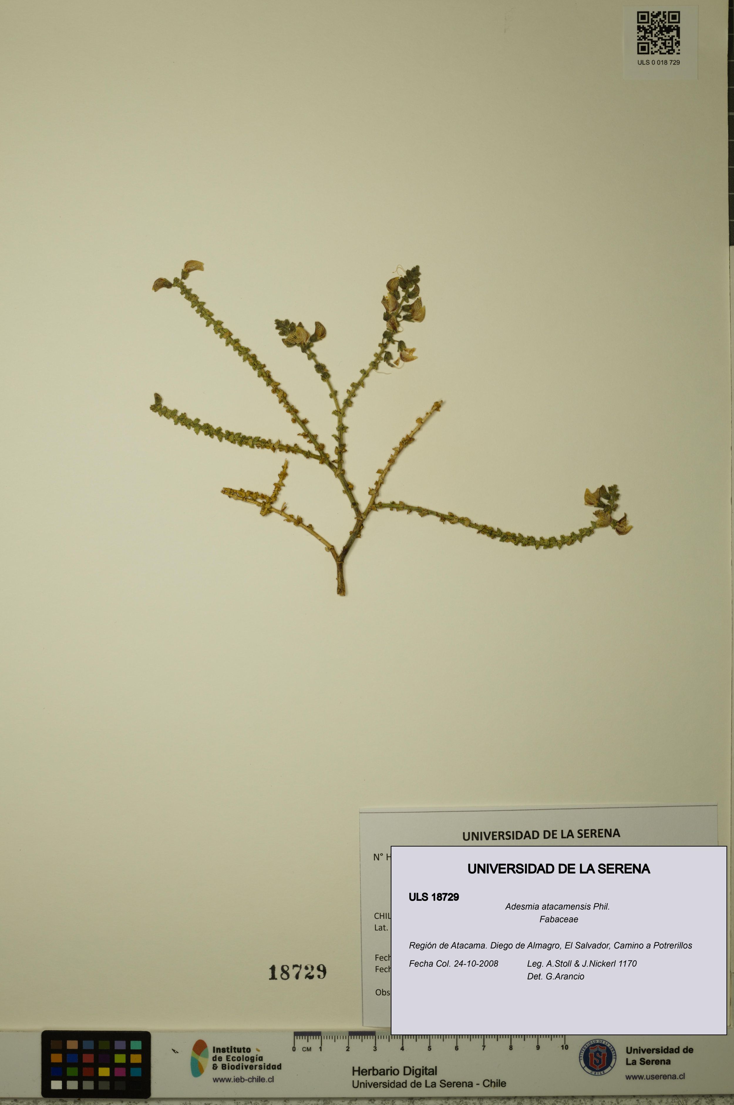 Adesmia atacamensis [Espécimen: ]