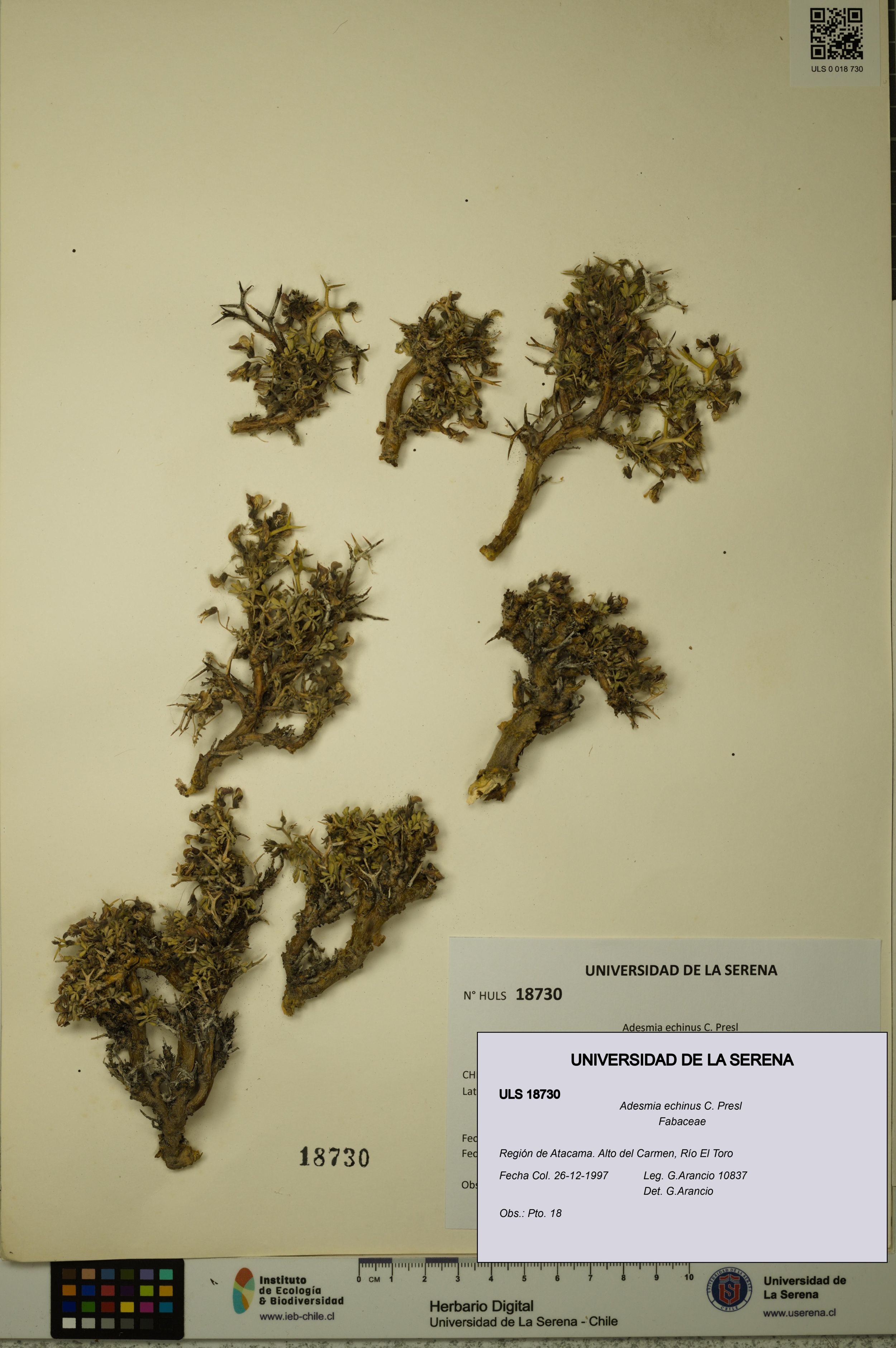 Adesmia echinus [Espécimen: ]
