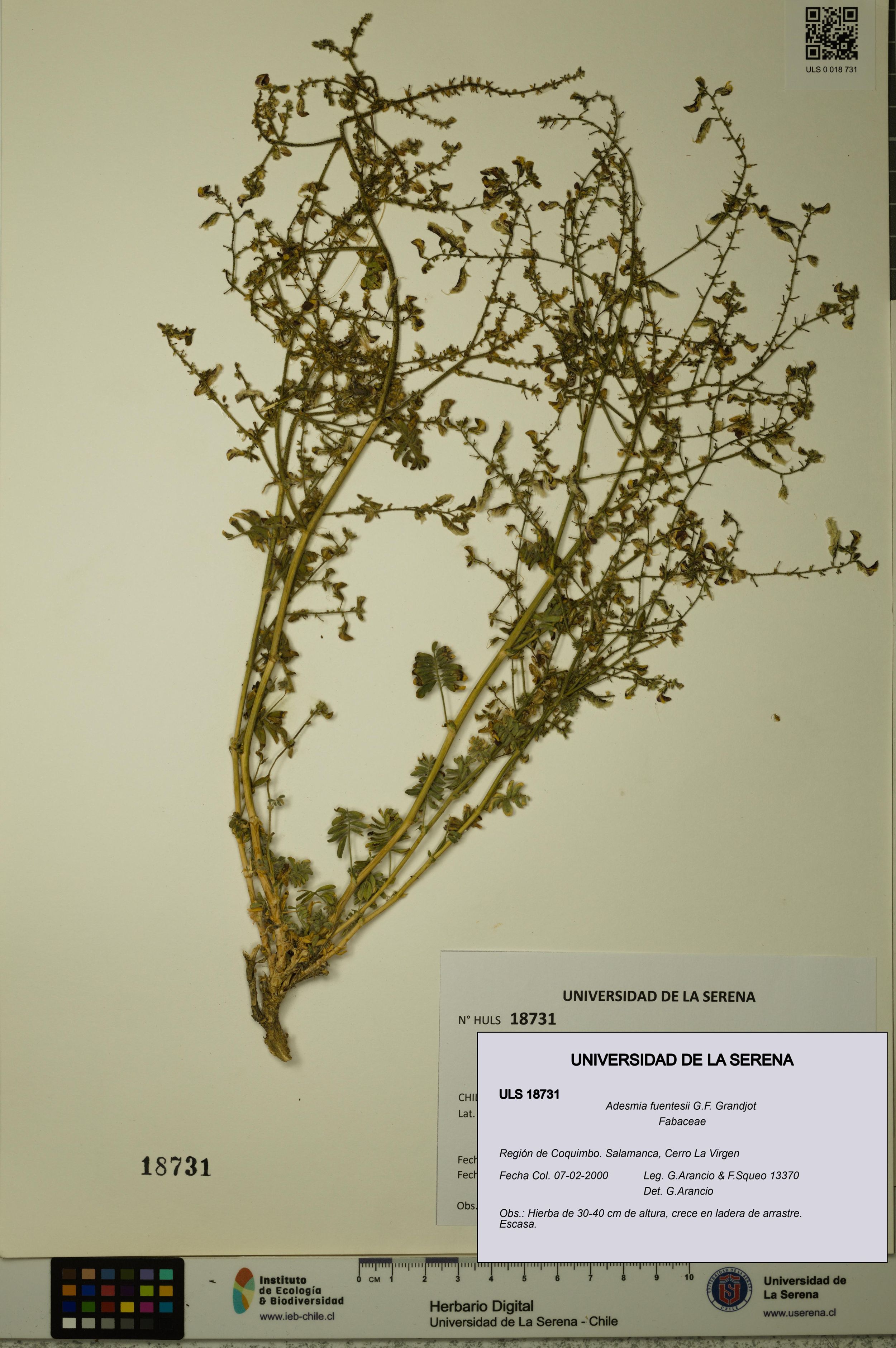 Adesmia fuentesii [Espécimen: ]