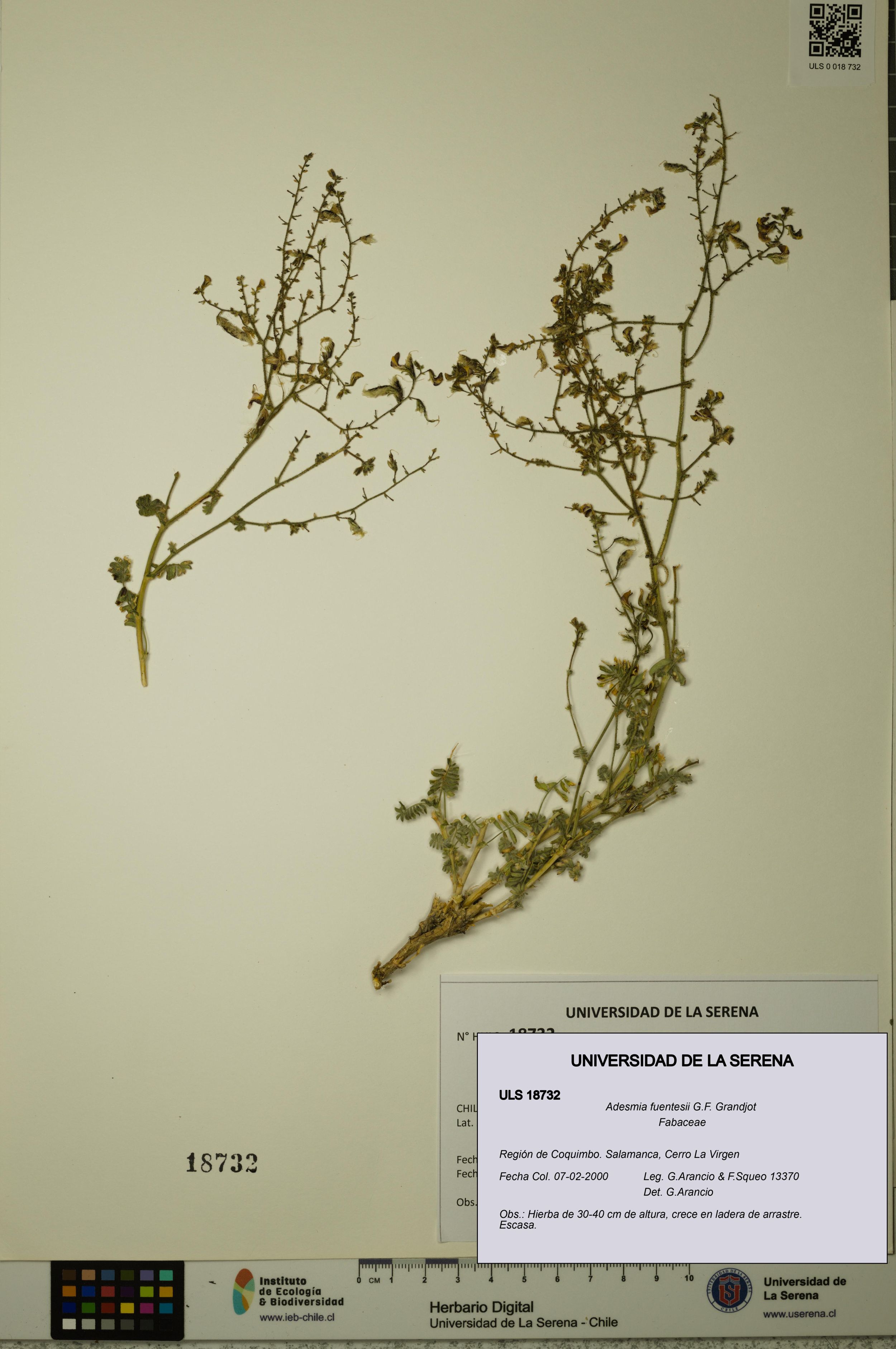 Adesmia fuentesii [Espécimen: ]