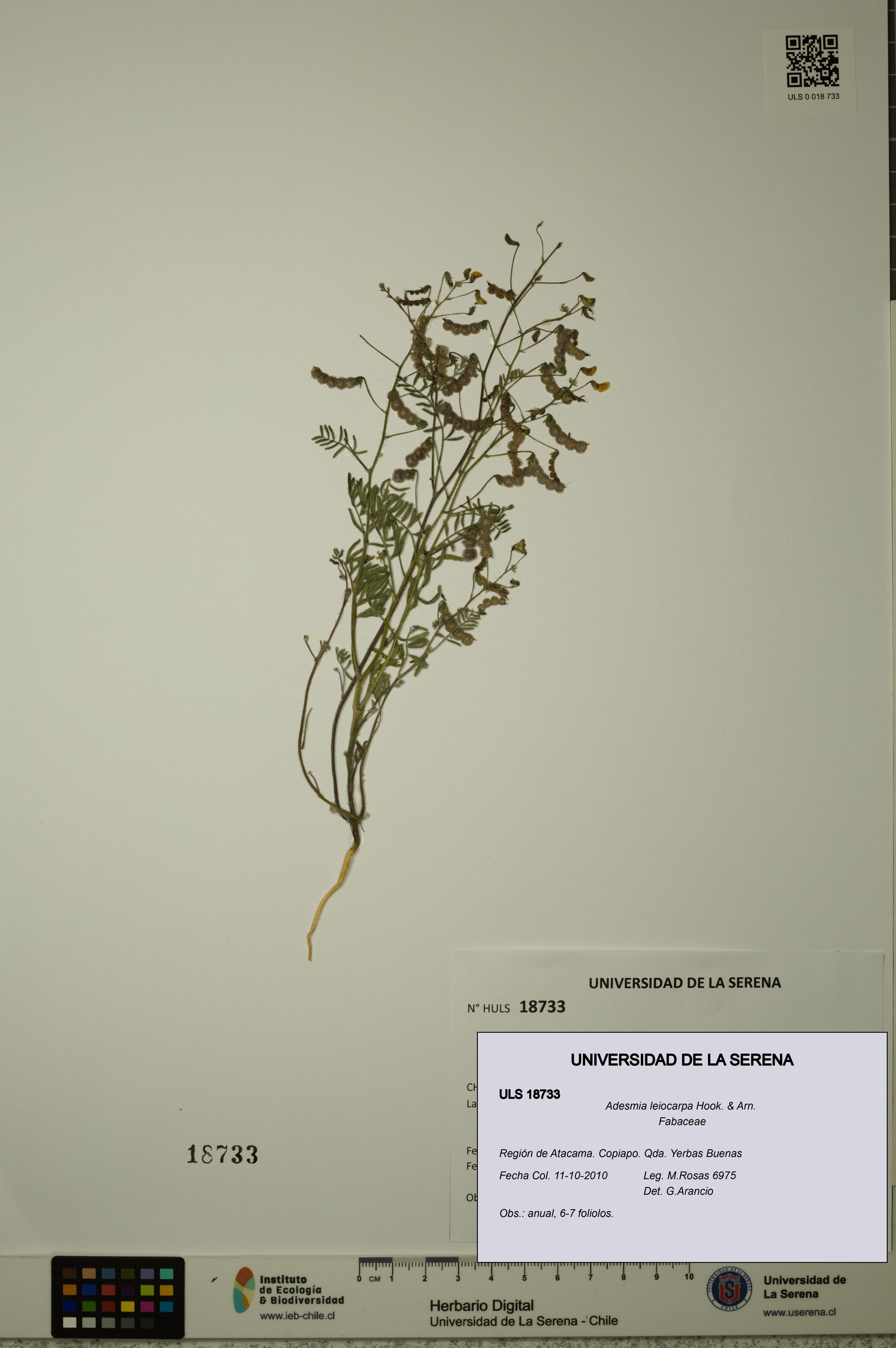 Adesmia leiocarpa [Espécimen: ]