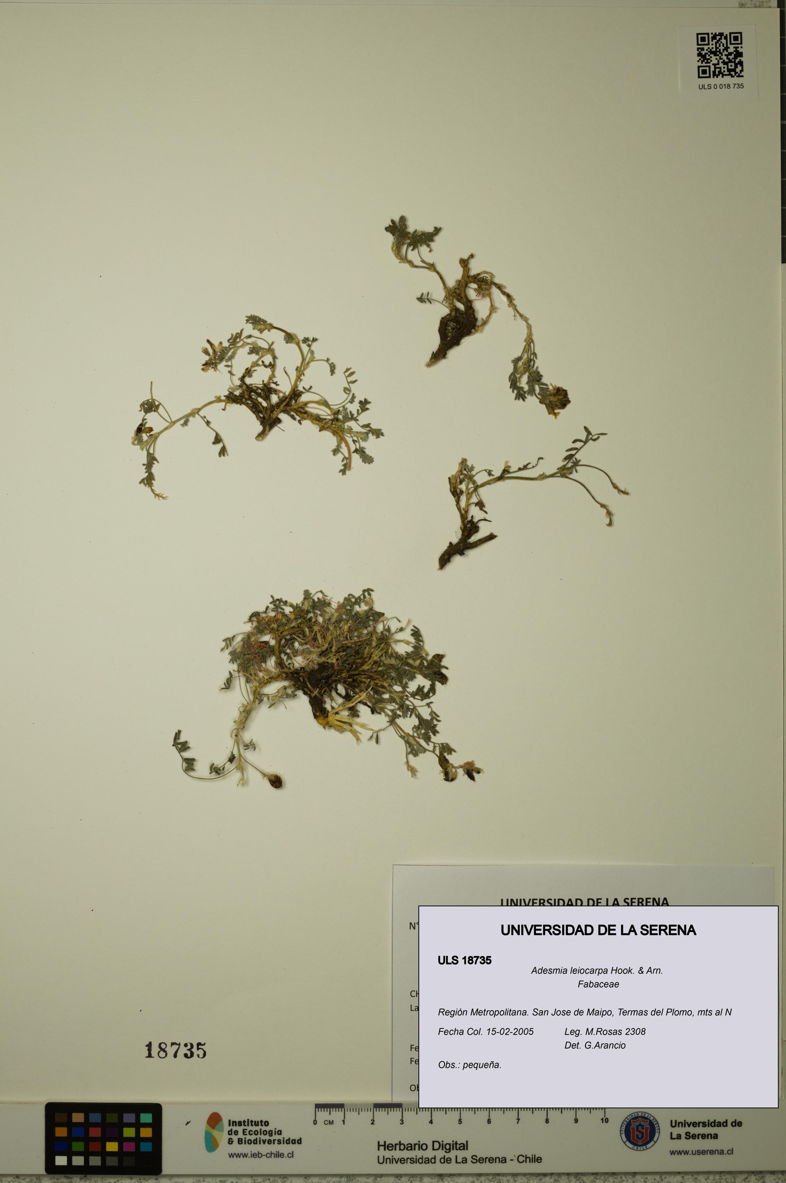 Adesmia leiocarpa [Espécimen: ]