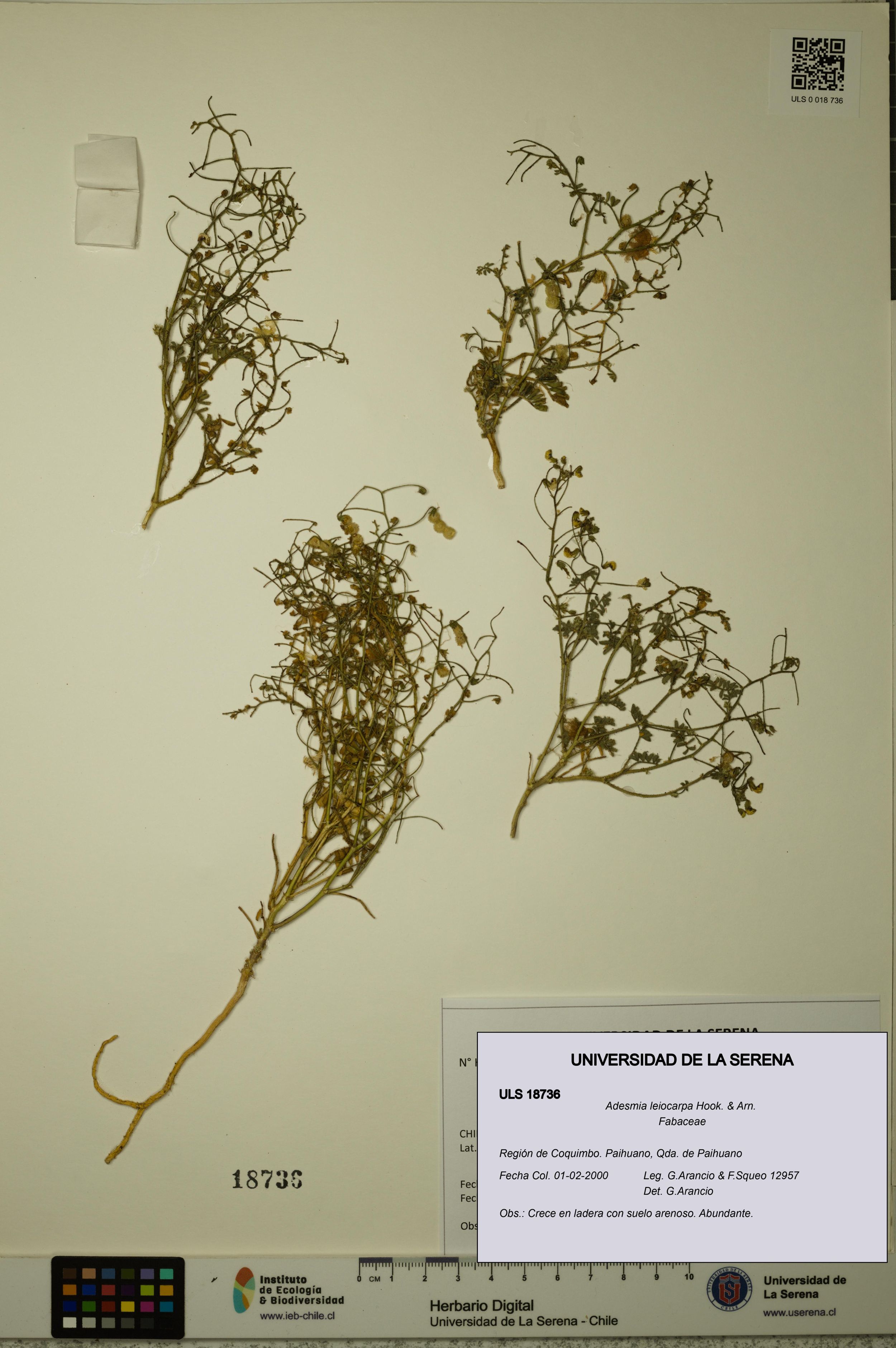 Adesmia leiocarpa [Espécimen: ]