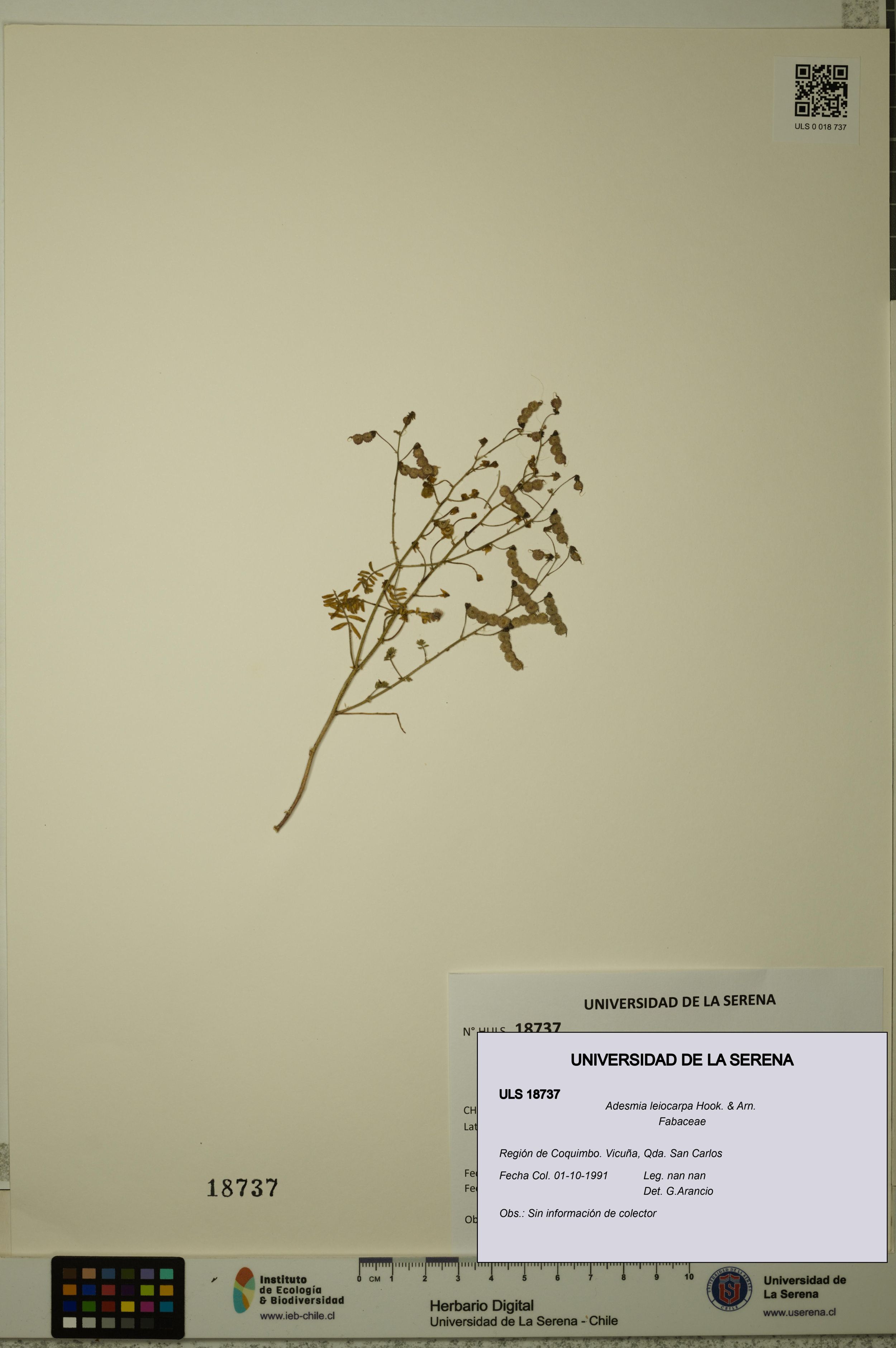 Adesmia leiocarpa [Espécimen: ]