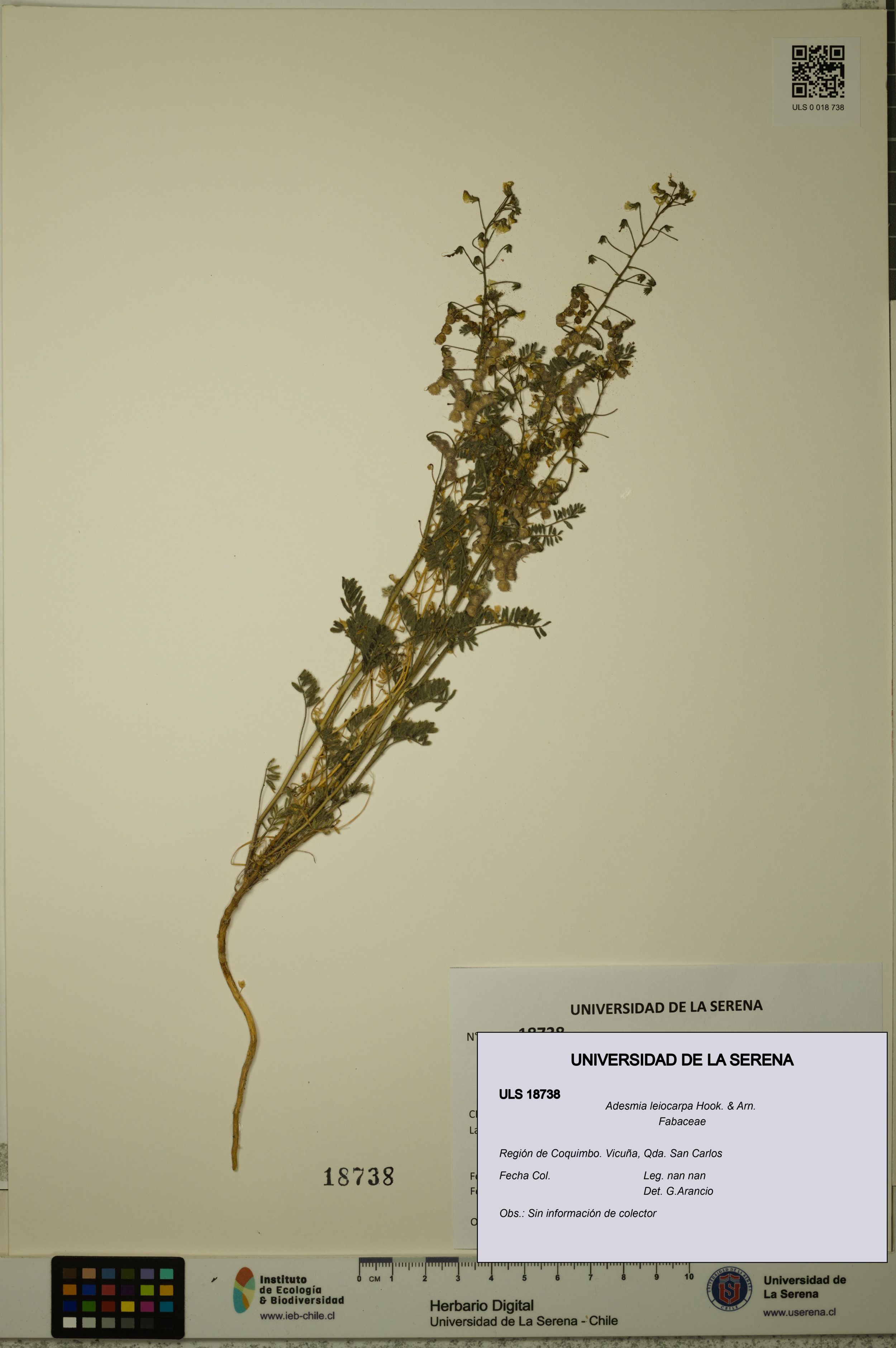 Adesmia leiocarpa [Espécimen: ]