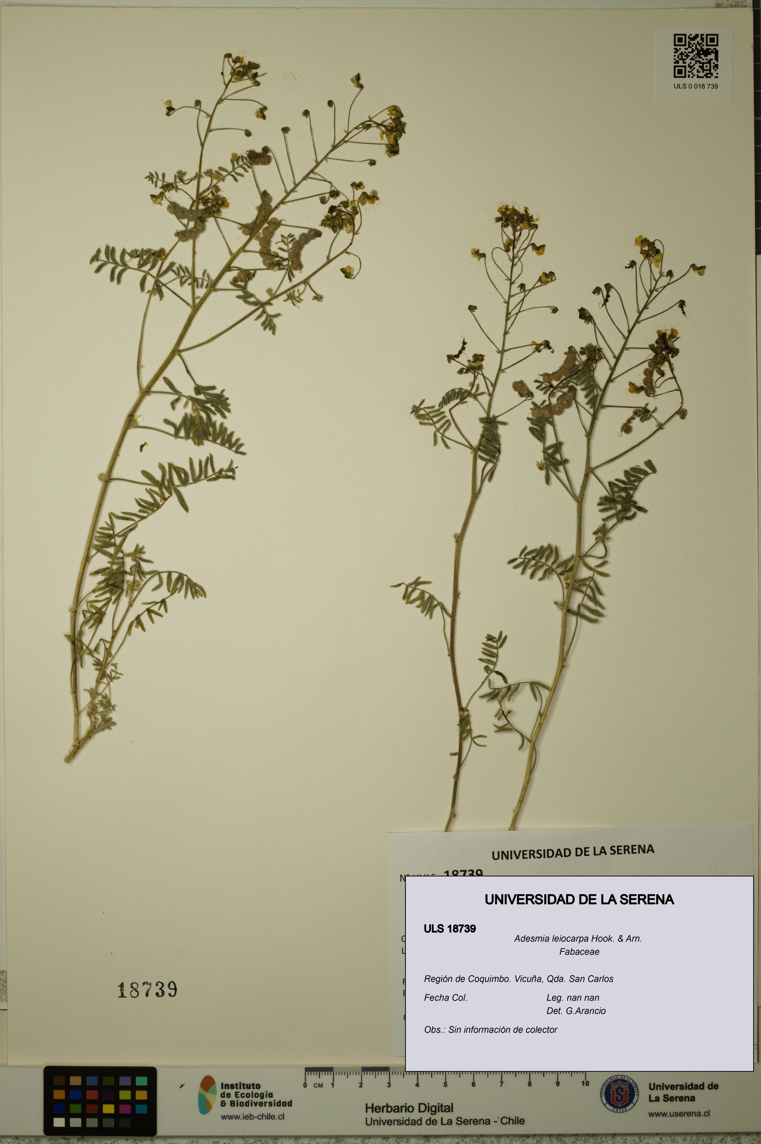Adesmia leiocarpa [Espécimen: ]