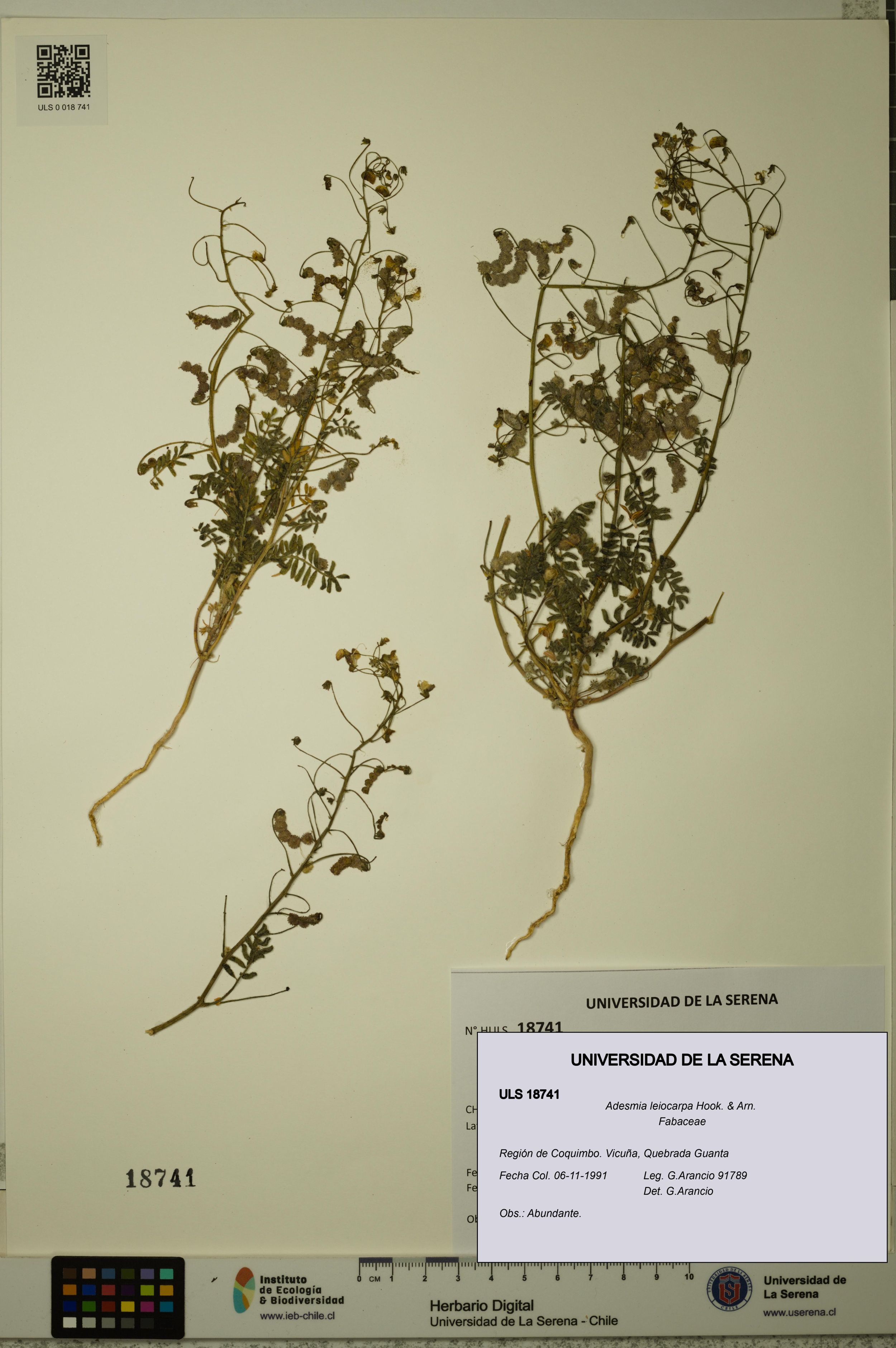 Adesmia leiocarpa [Espécimen: ]