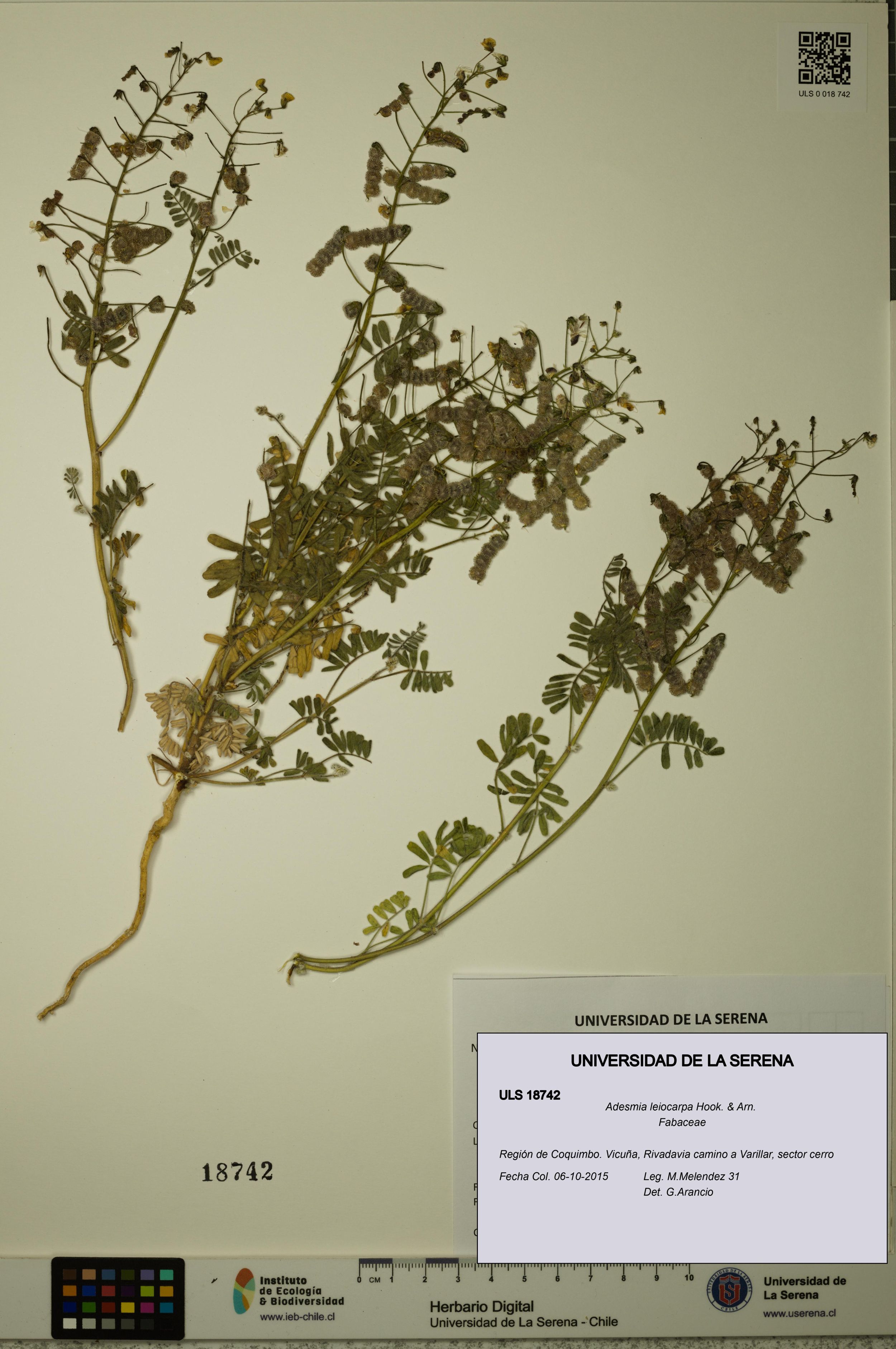 Adesmia leiocarpa [Espécimen: ]