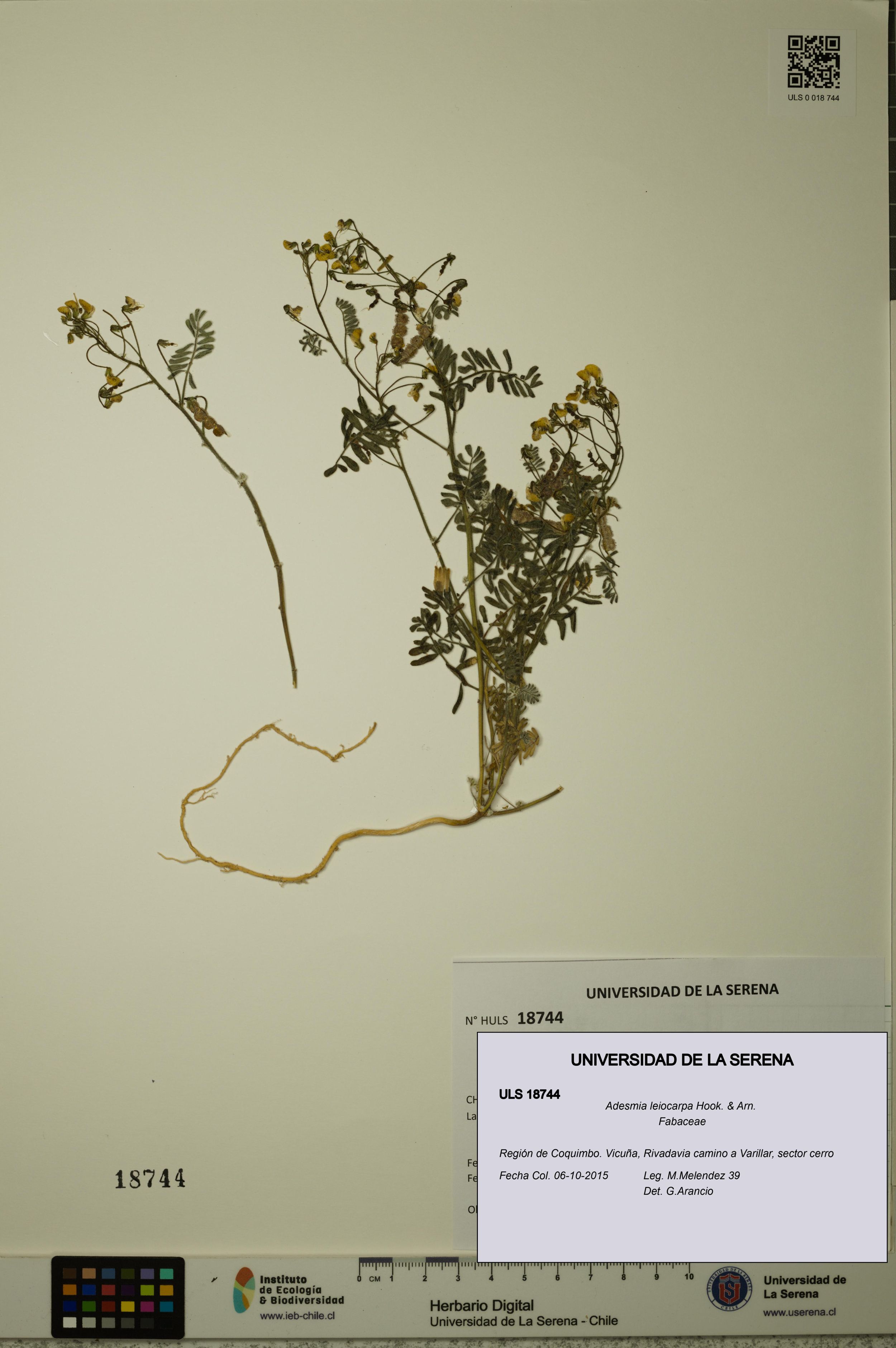 Adesmia leiocarpa [Espécimen: ]
