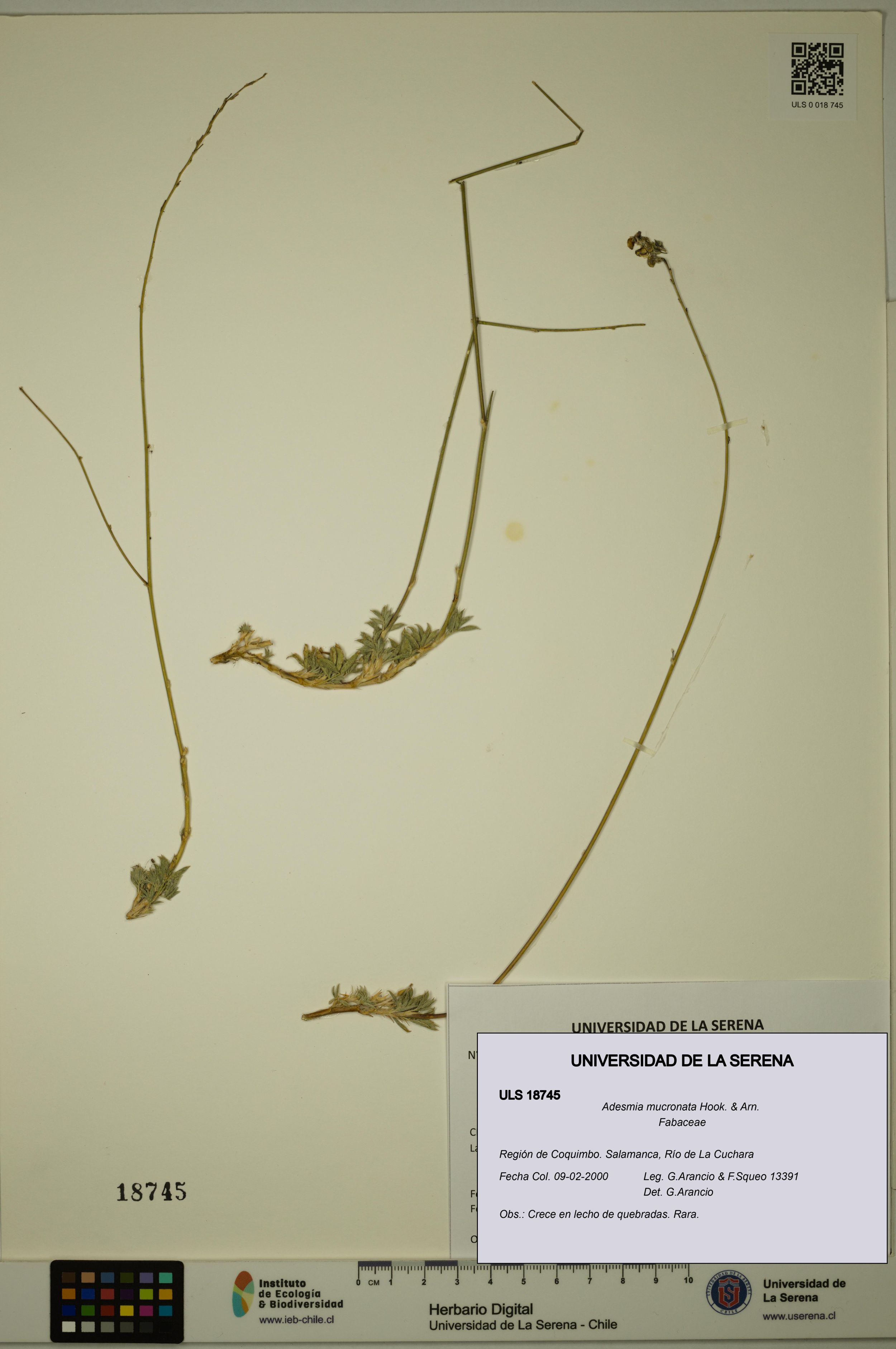 Adesmia mucronata [Espécimen: ]