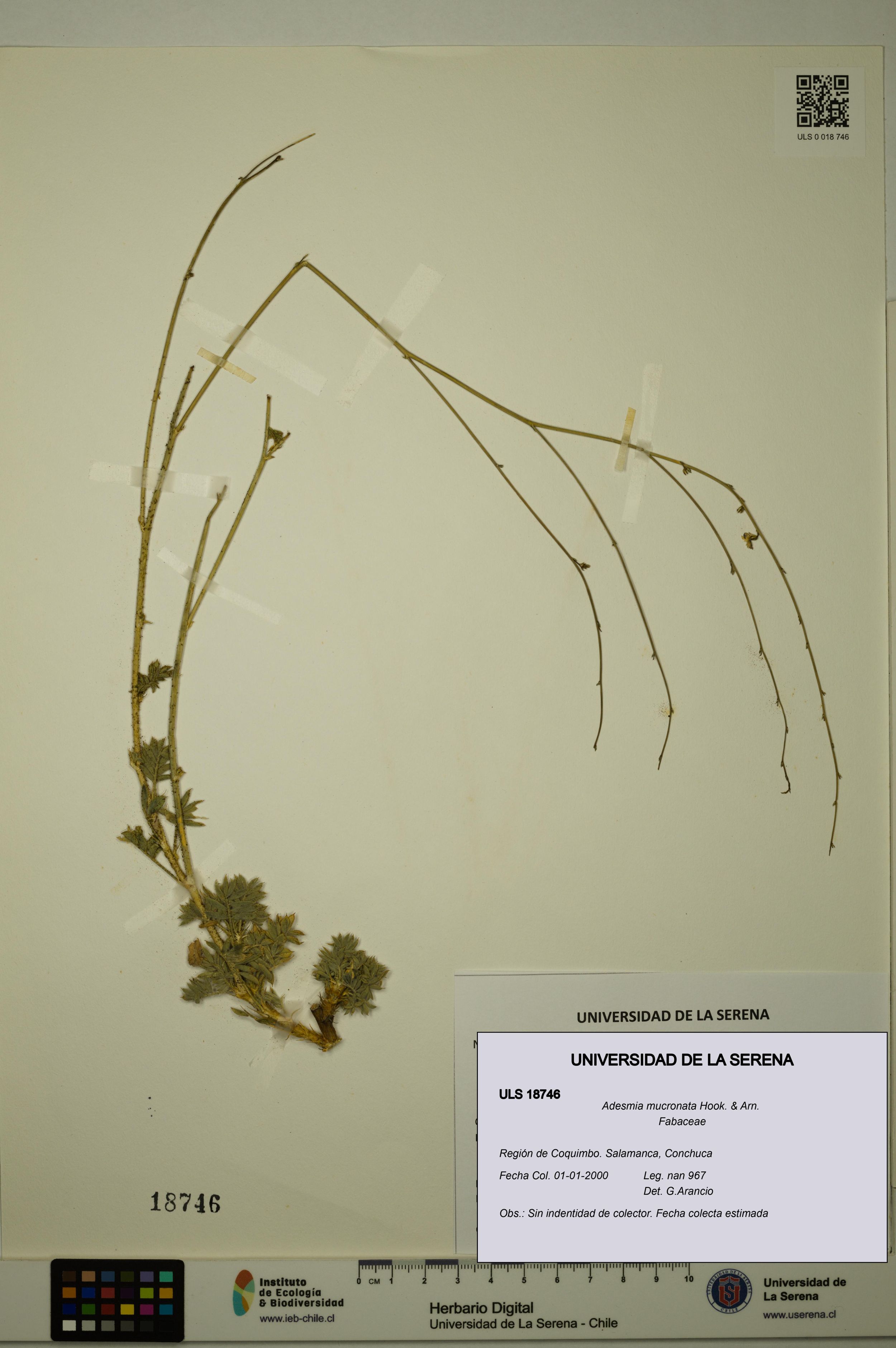 Adesmia mucronata [Espécimen: ]
