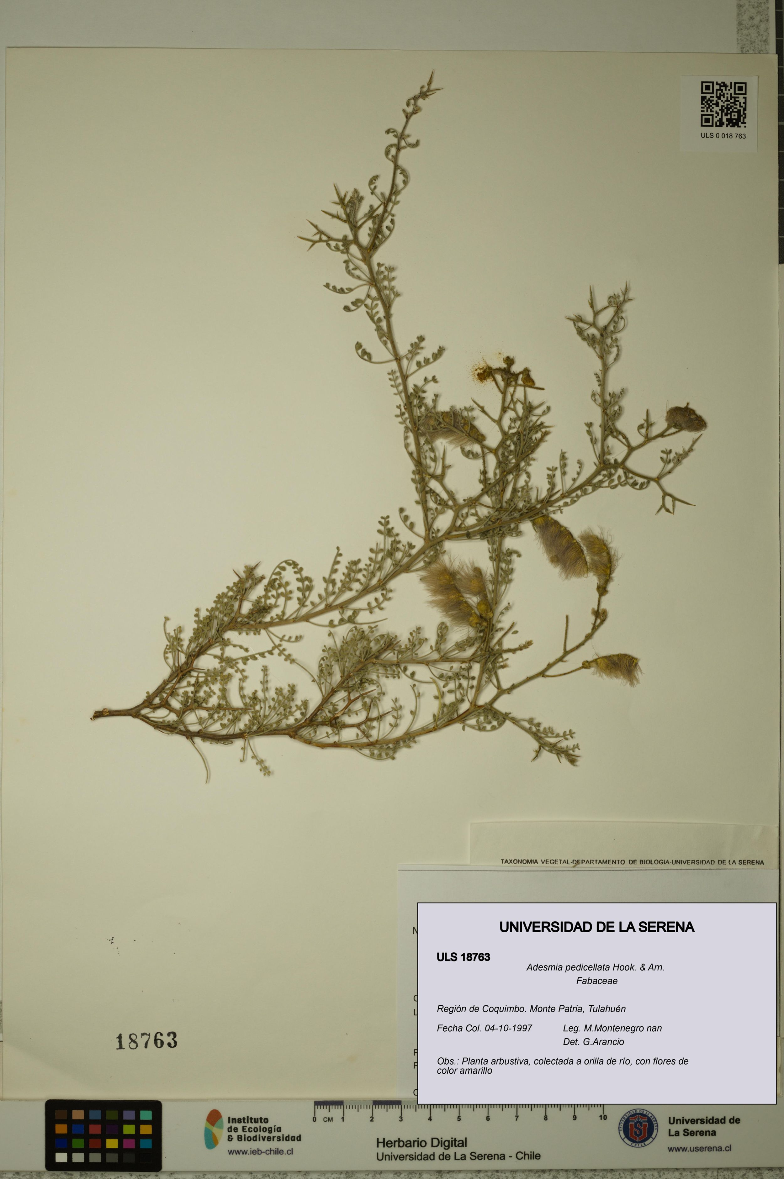 Adesmia pedicellata [Espécimen: ]