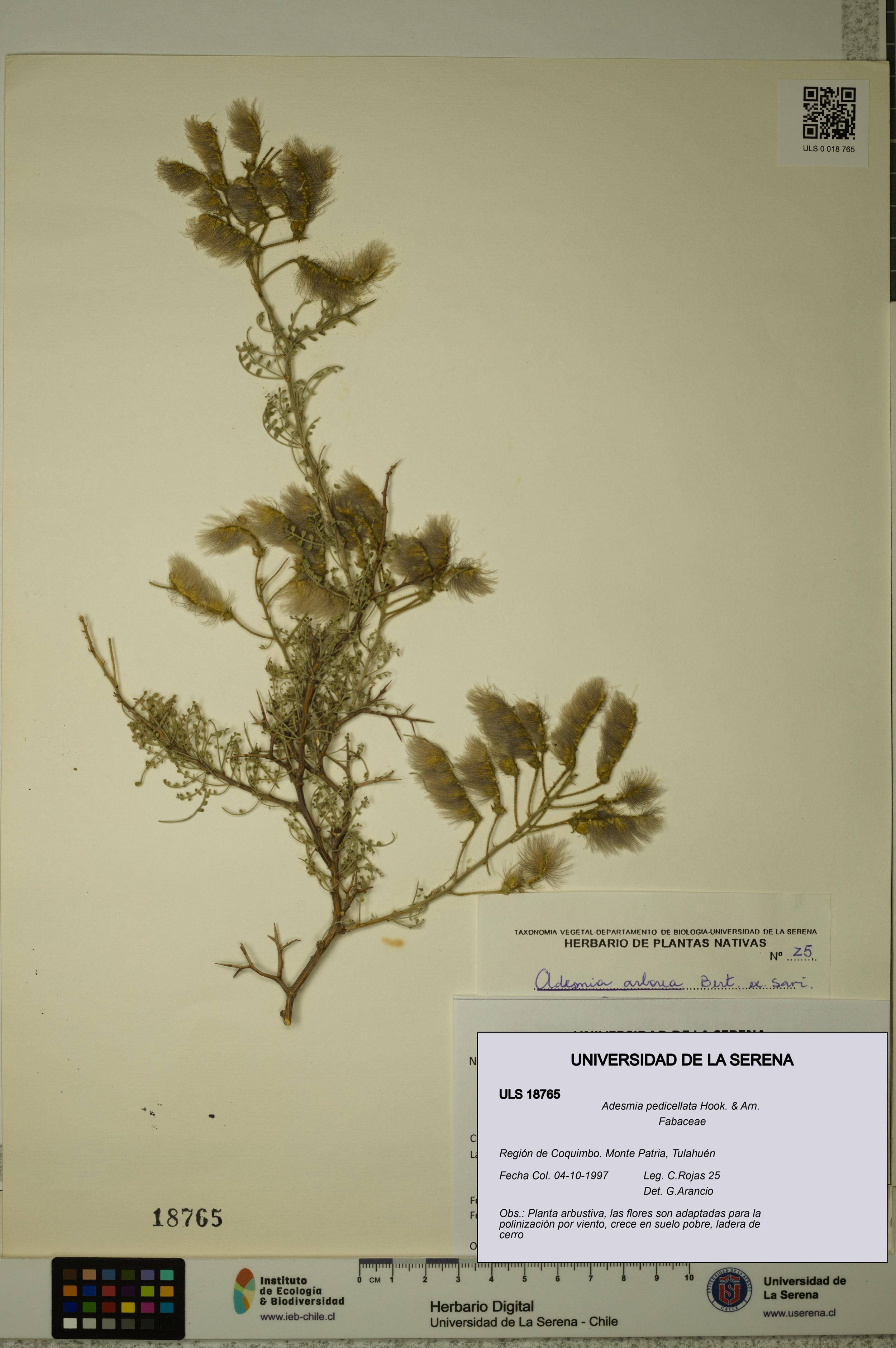 Adesmia pedicellata [Espécimen: ]