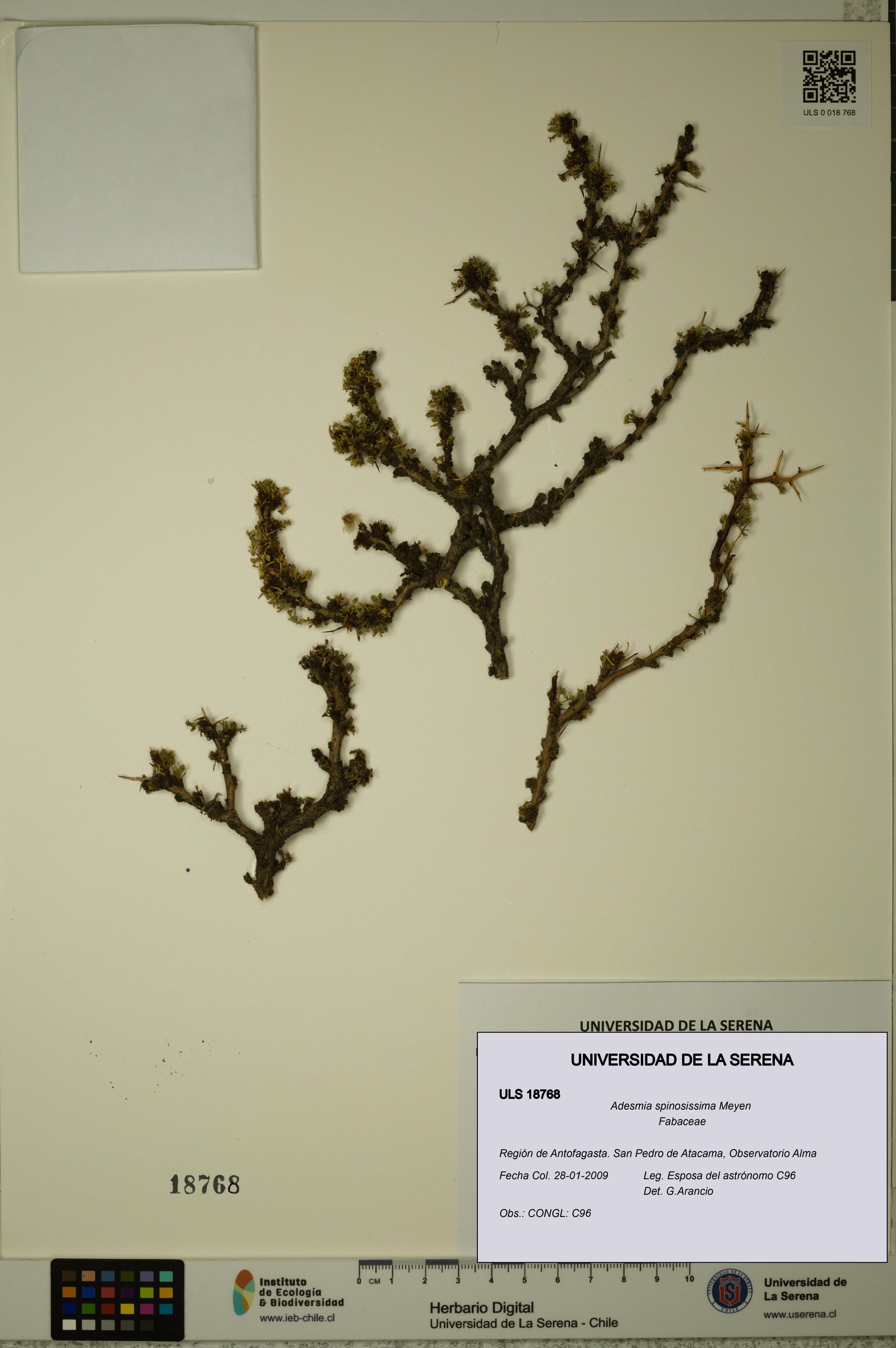 Adesmia spinosissima [Espécimen: ]