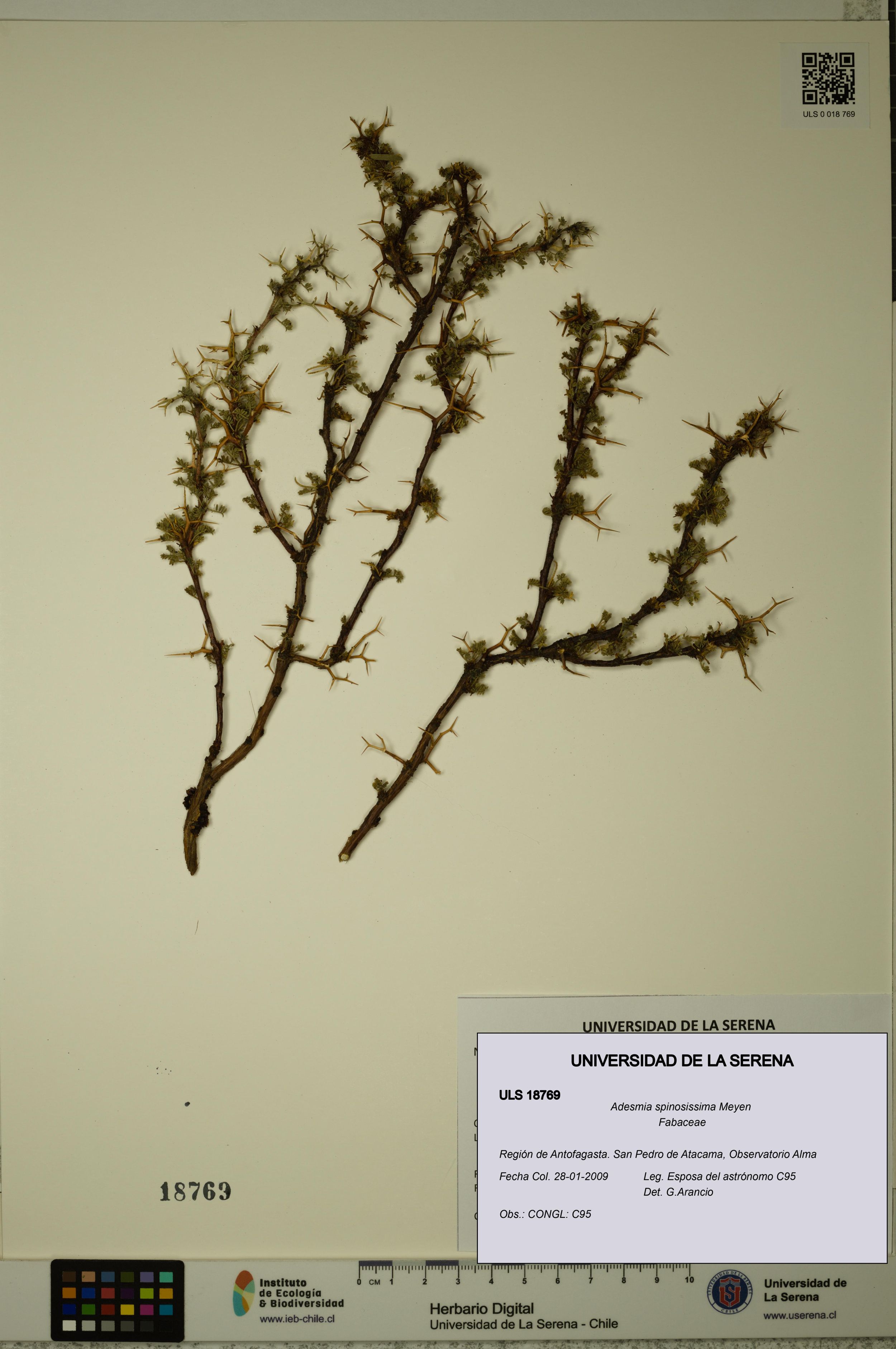 Adesmia spinosissima [Espécimen: ]