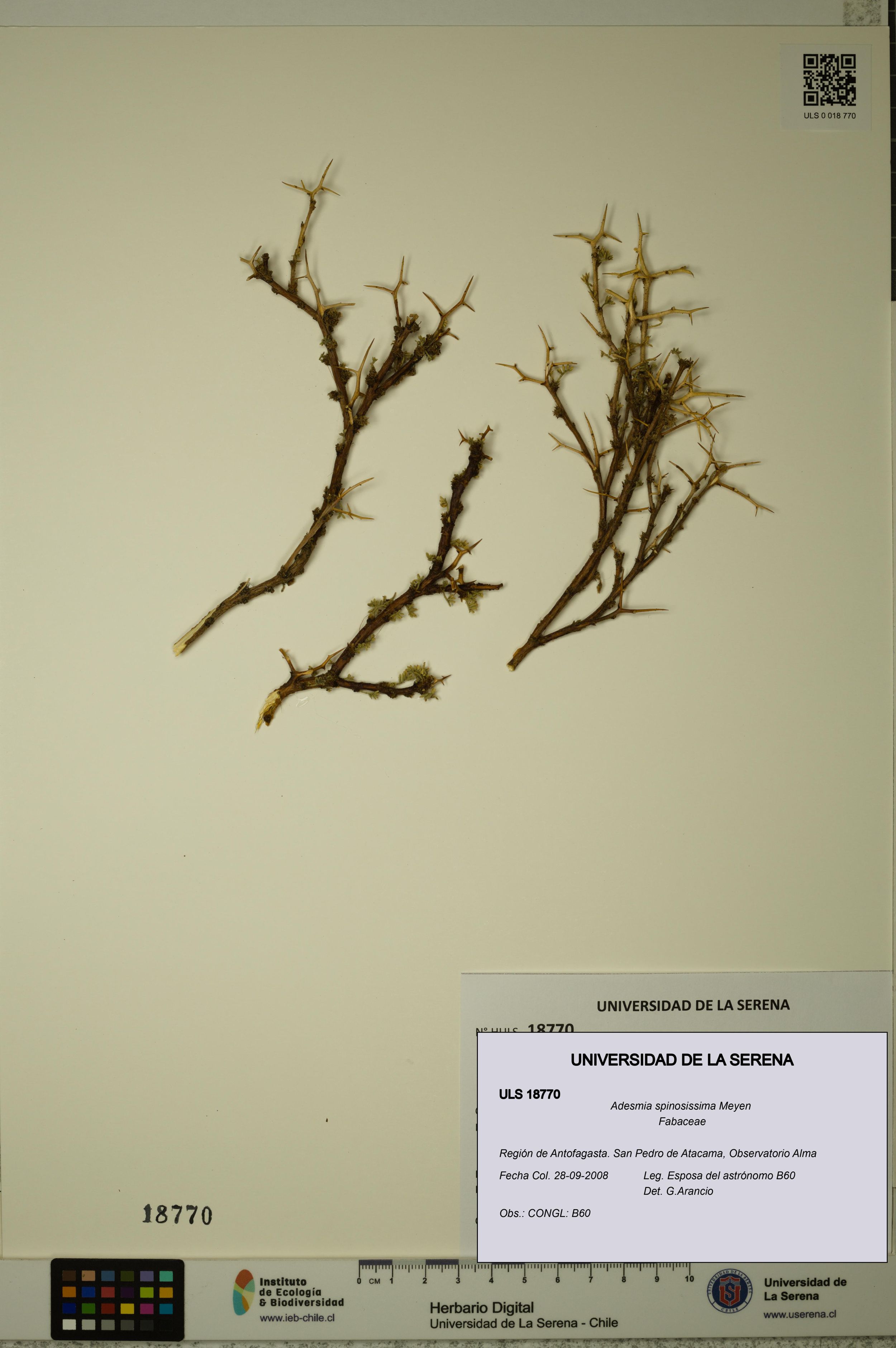 Adesmia spinosissima [Espécimen: ]