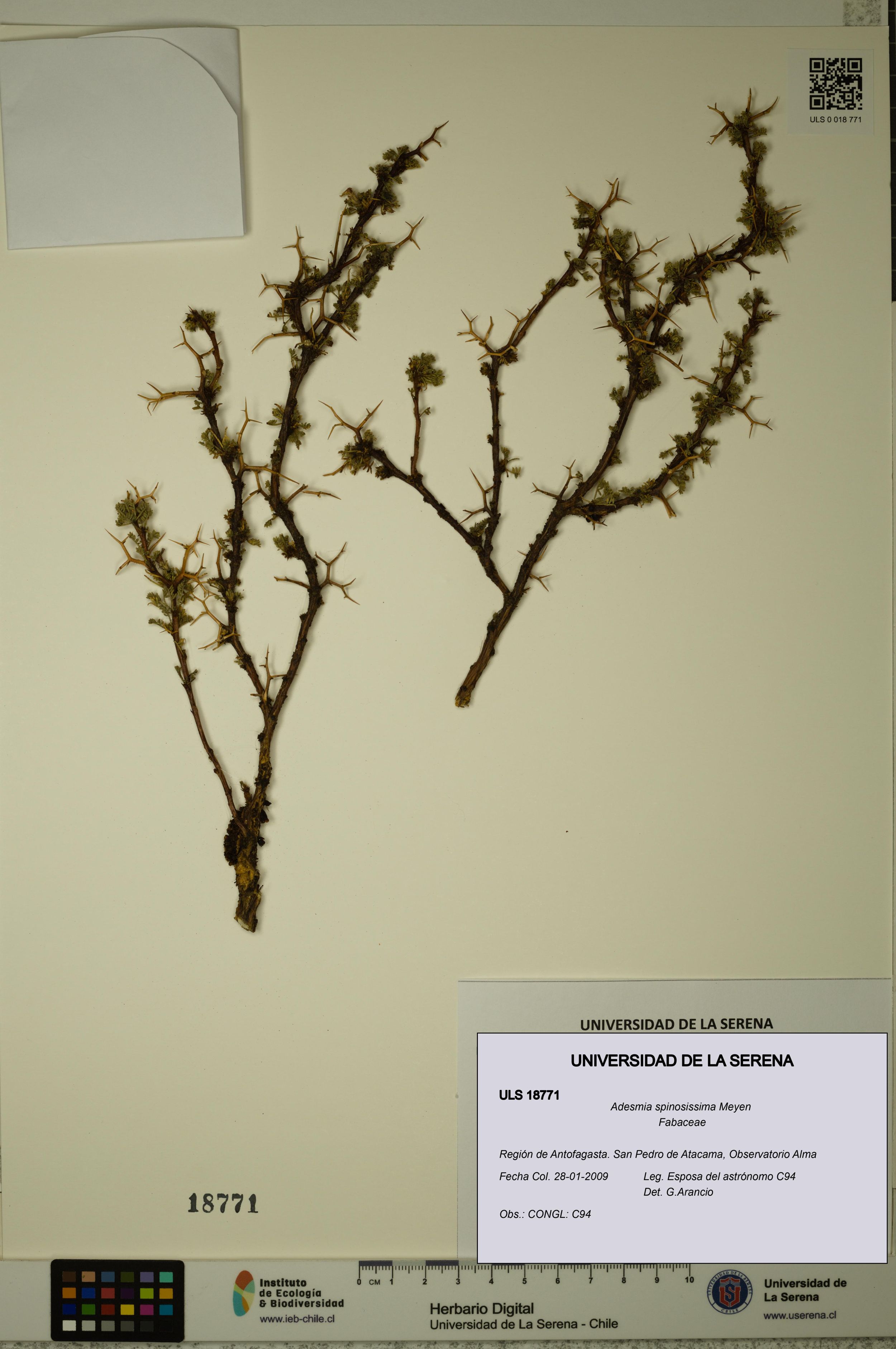 Adesmia spinosissima [Espécimen: ]