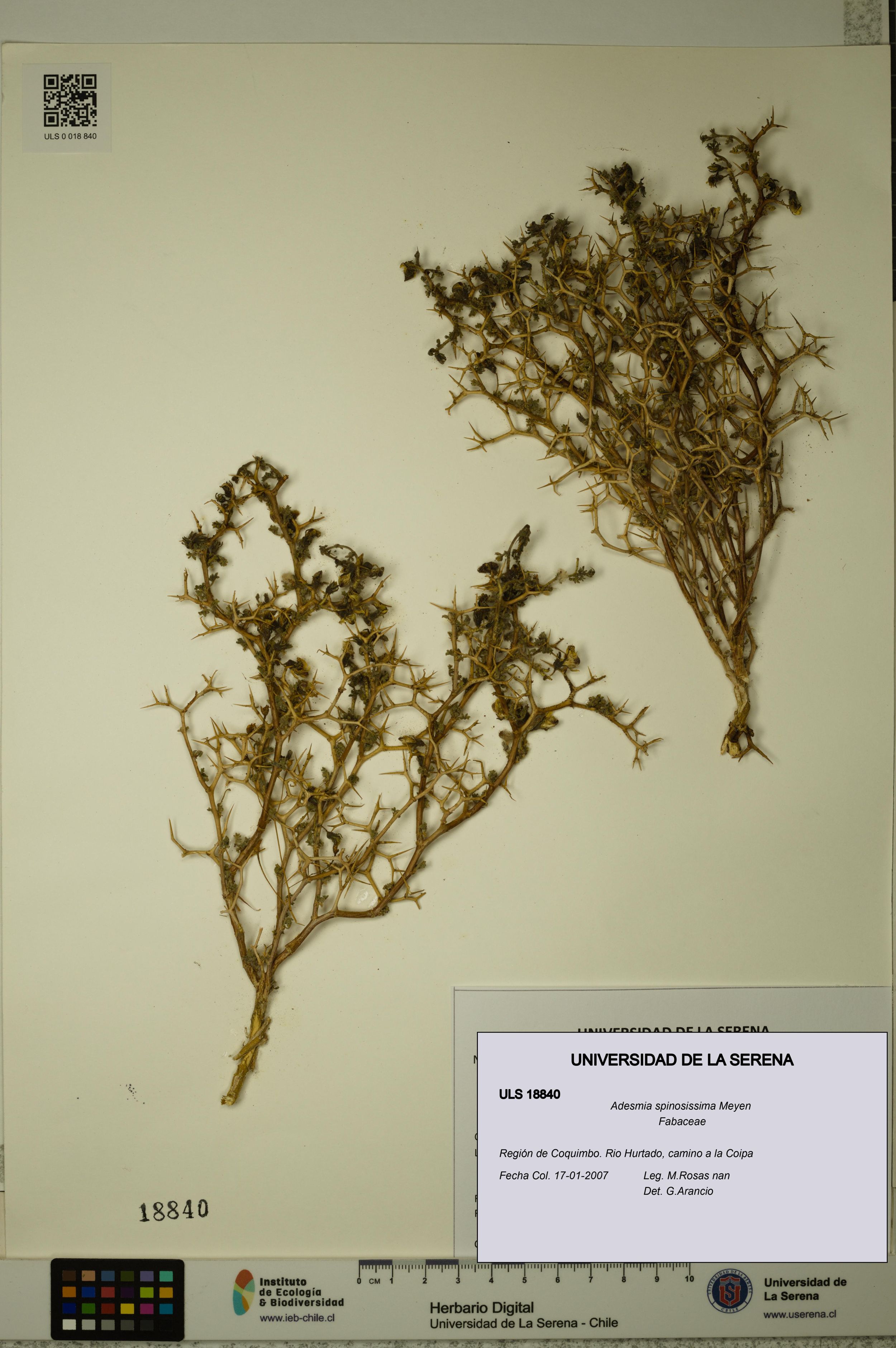 Adesmia spinosissima [Espécimen: ]