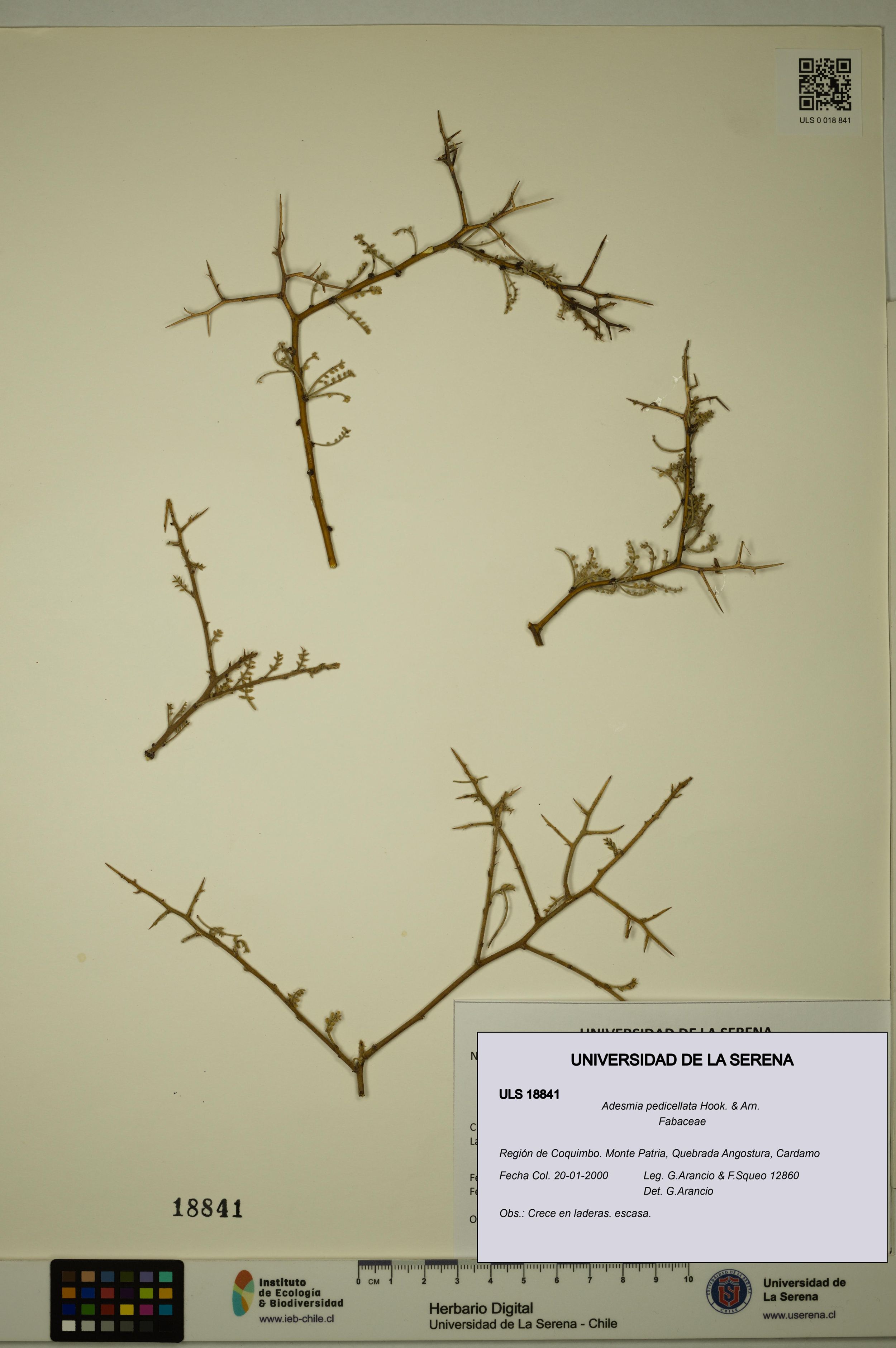 Adesmia pedicellata [Espécimen: ]
