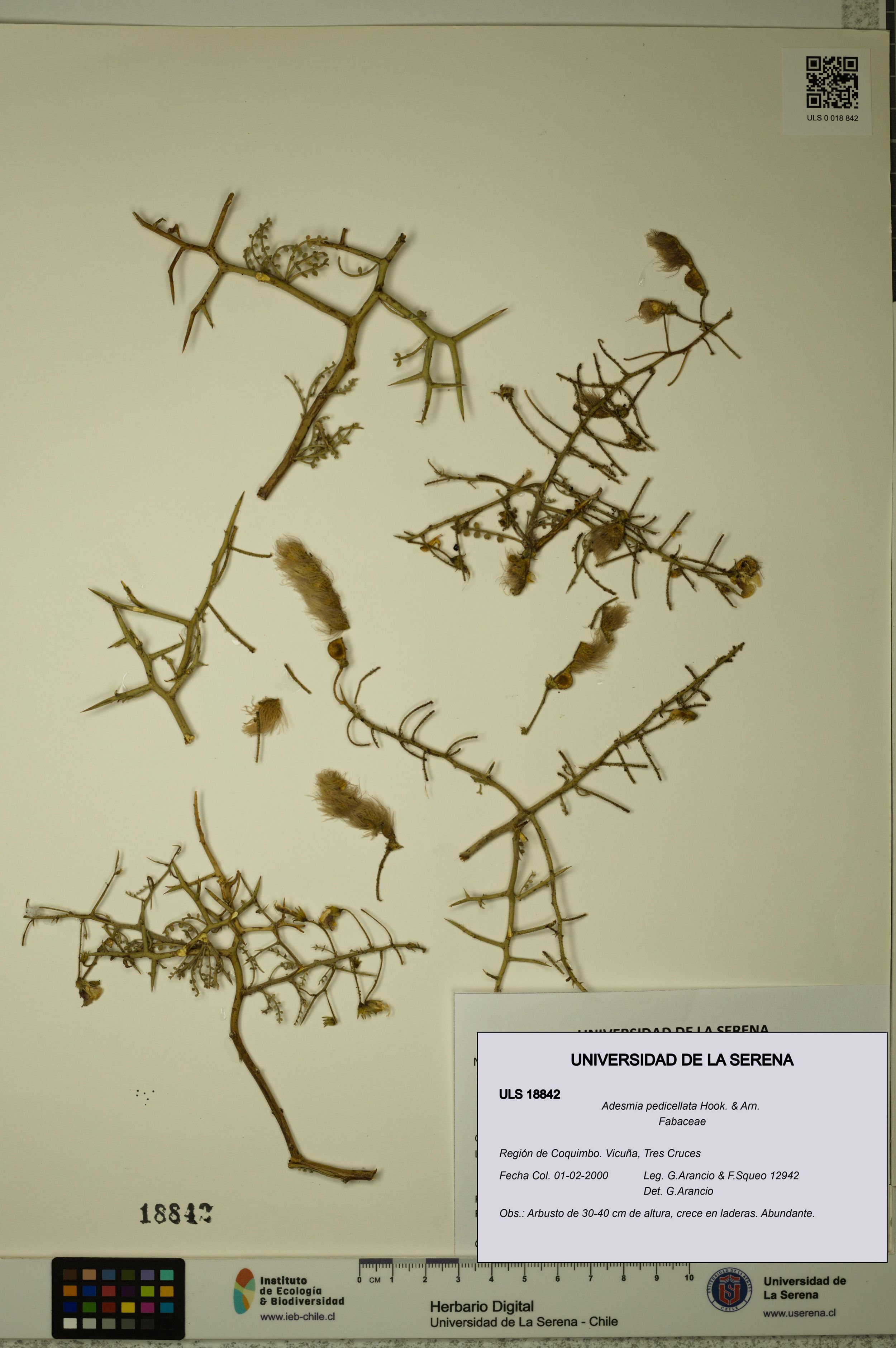 Adesmia pedicellata [Espécimen: ]