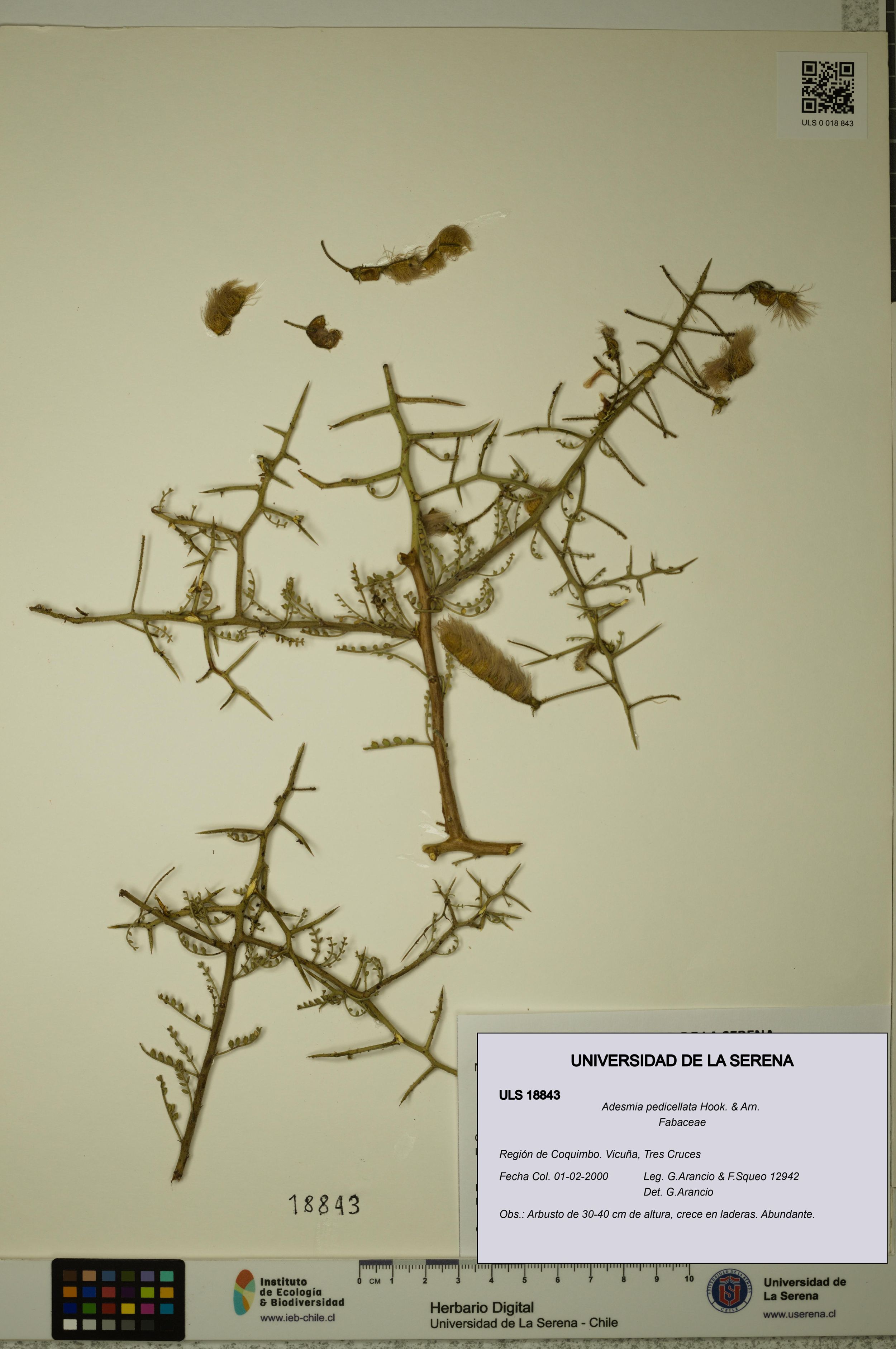 Adesmia pedicellata [Espécimen: ]