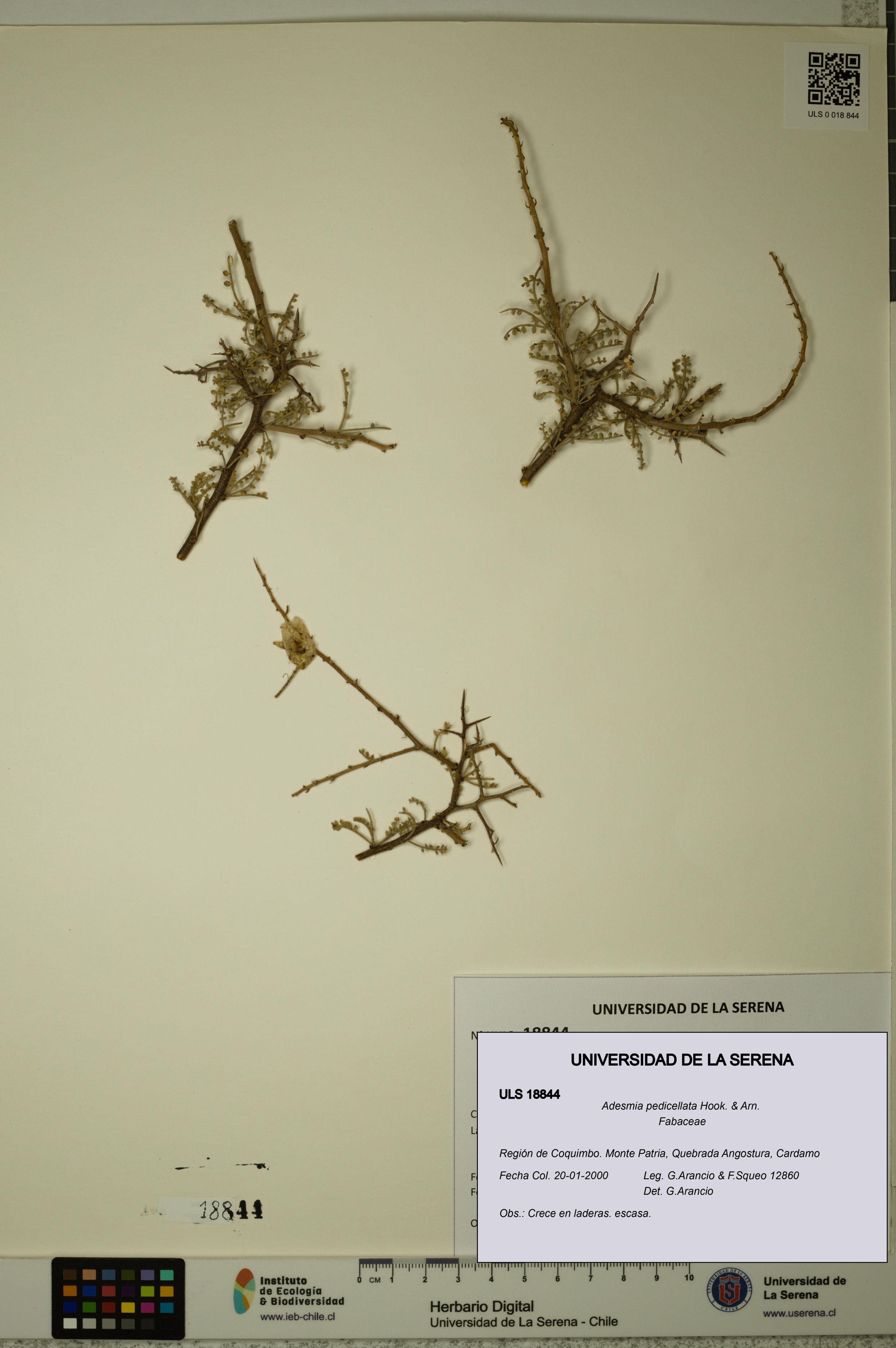 Adesmia pedicellata [Espécimen: ]